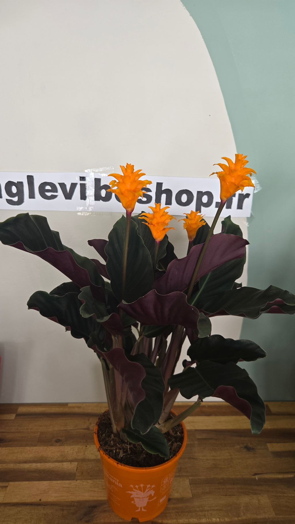CALATHEA CROCATA