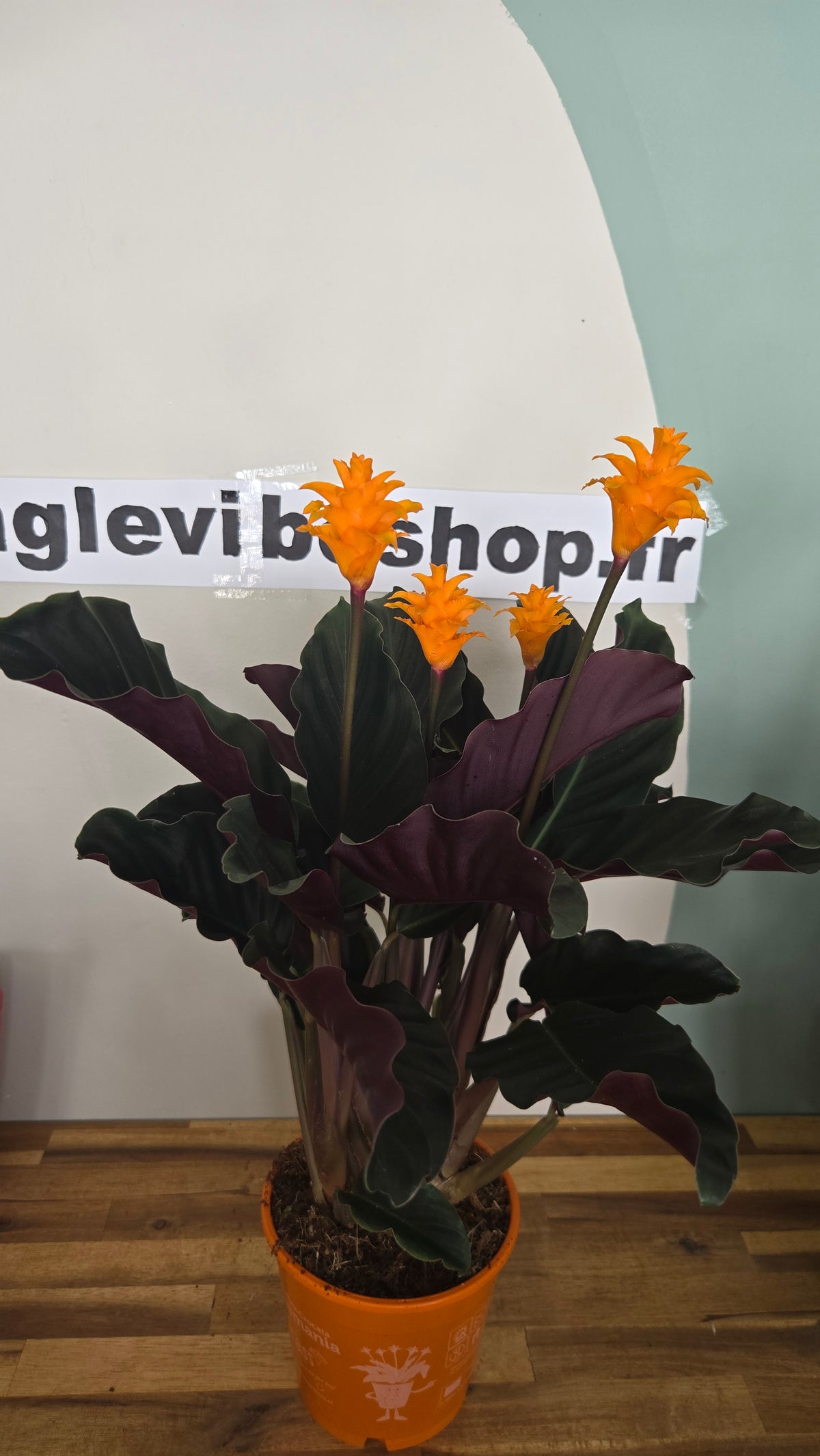 CALATHEA CROCATA