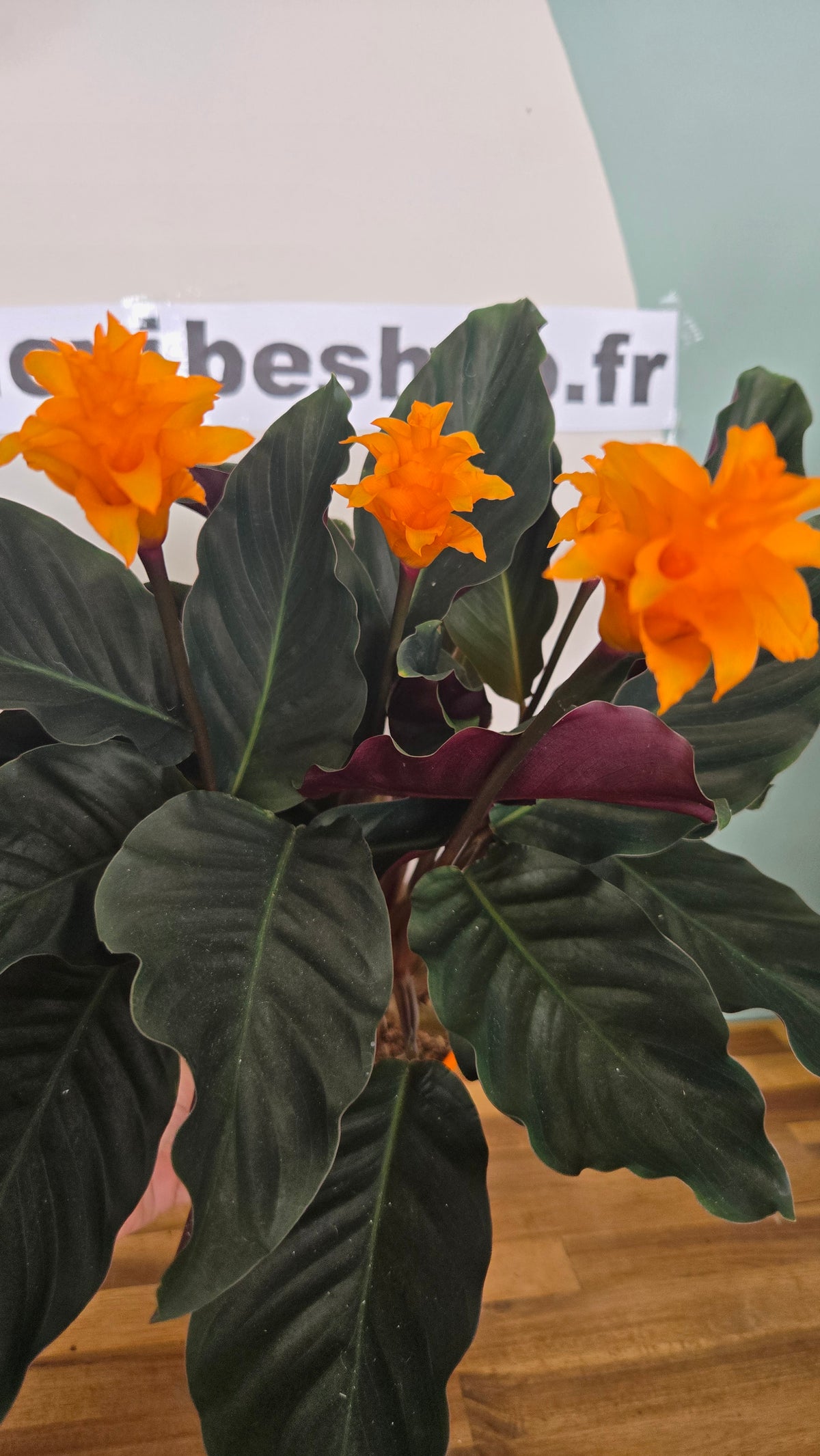 CALATHEA CROCATA