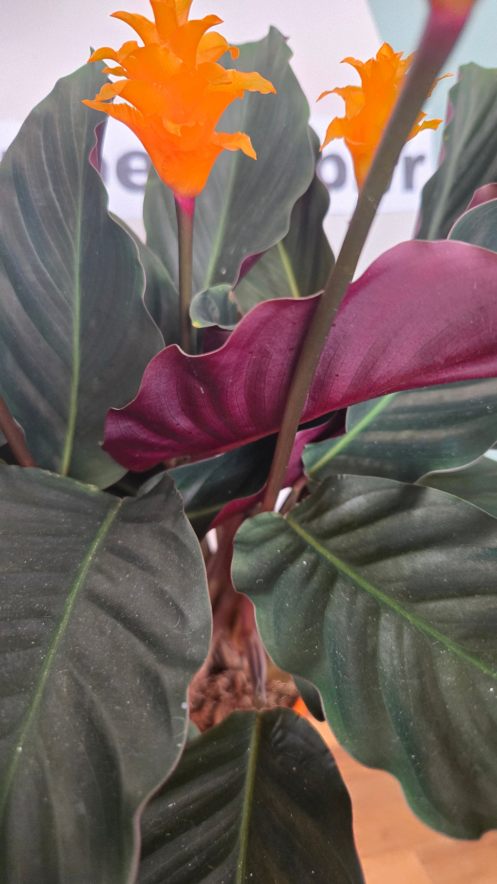 CALATHEA CROCATA