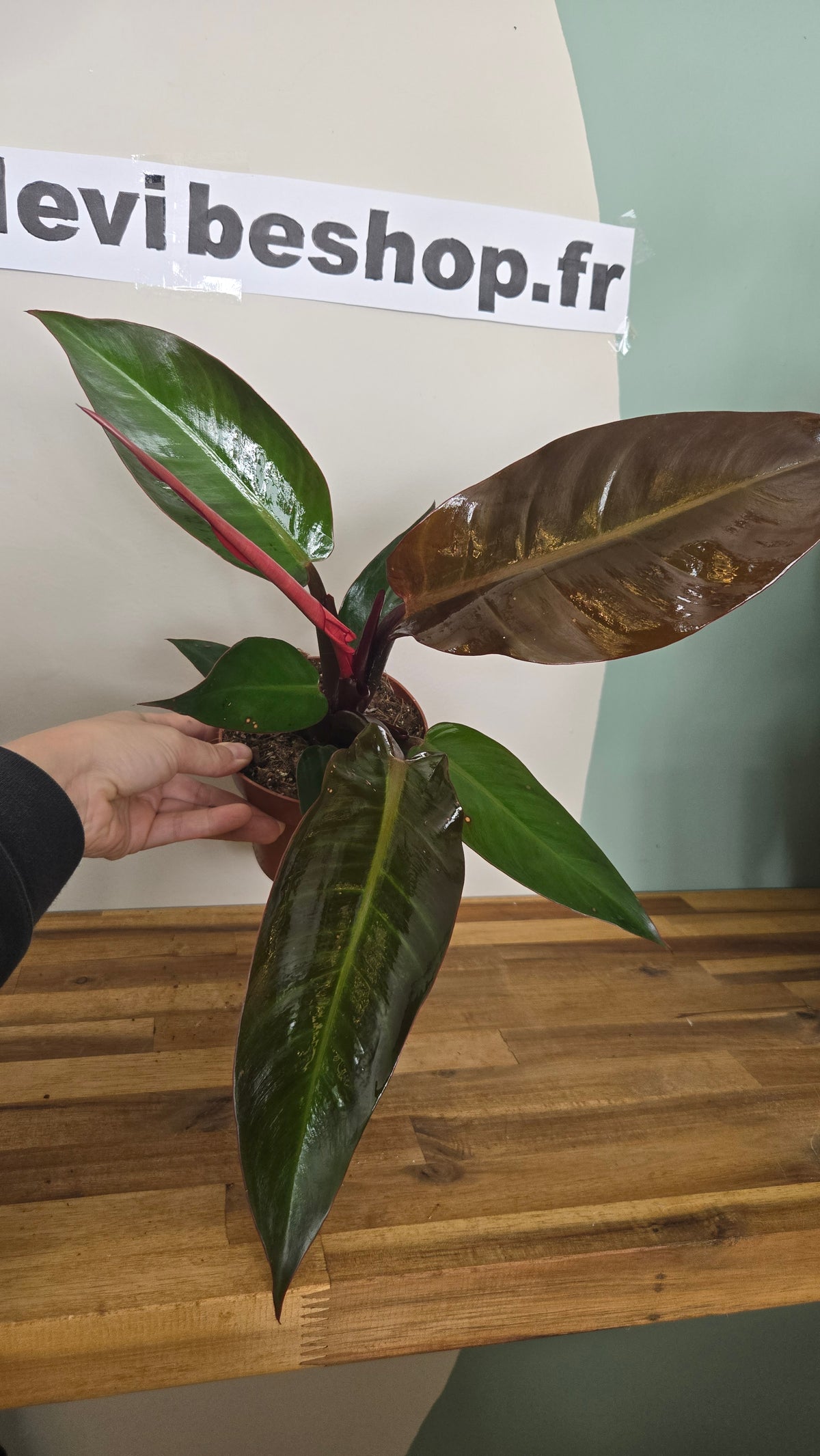 PHILODENDRON RED SUN