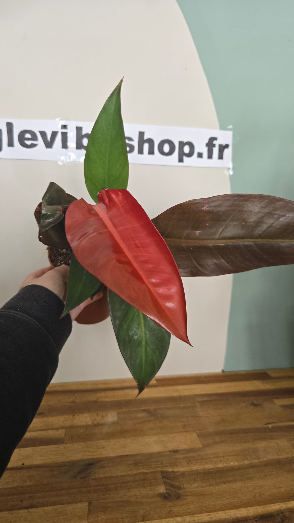 PHILODENDRON RED SUN