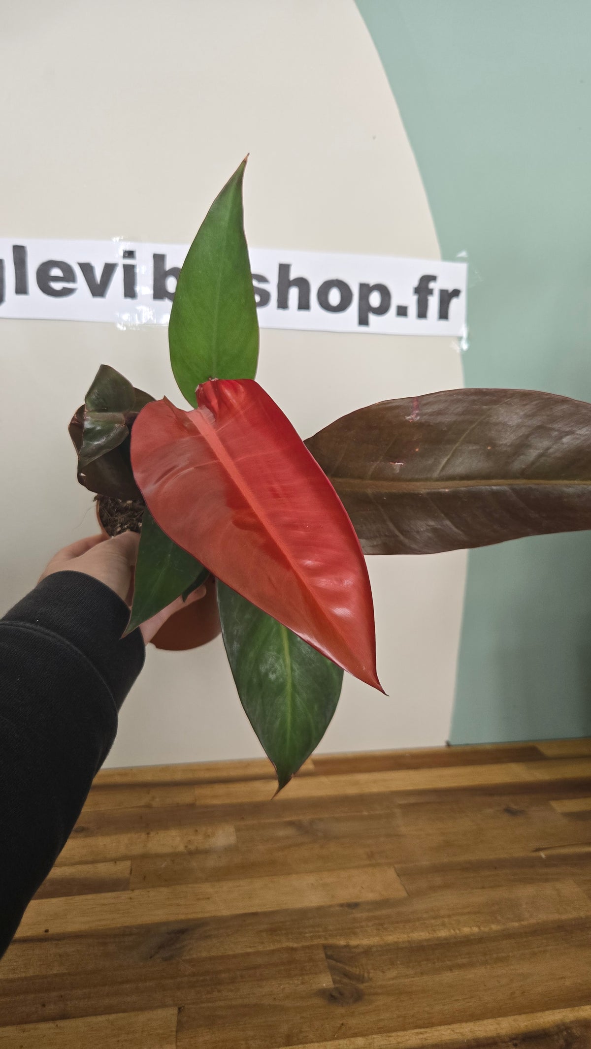PHILODENDRON RED SUN
