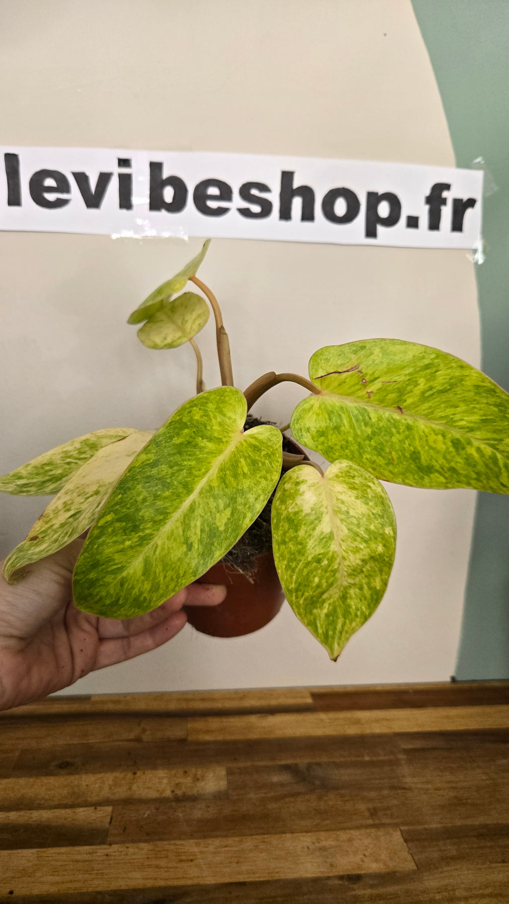 PHILODENDRON PAINTED LADY