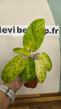 PHILODENDRON PAINTED LADY
