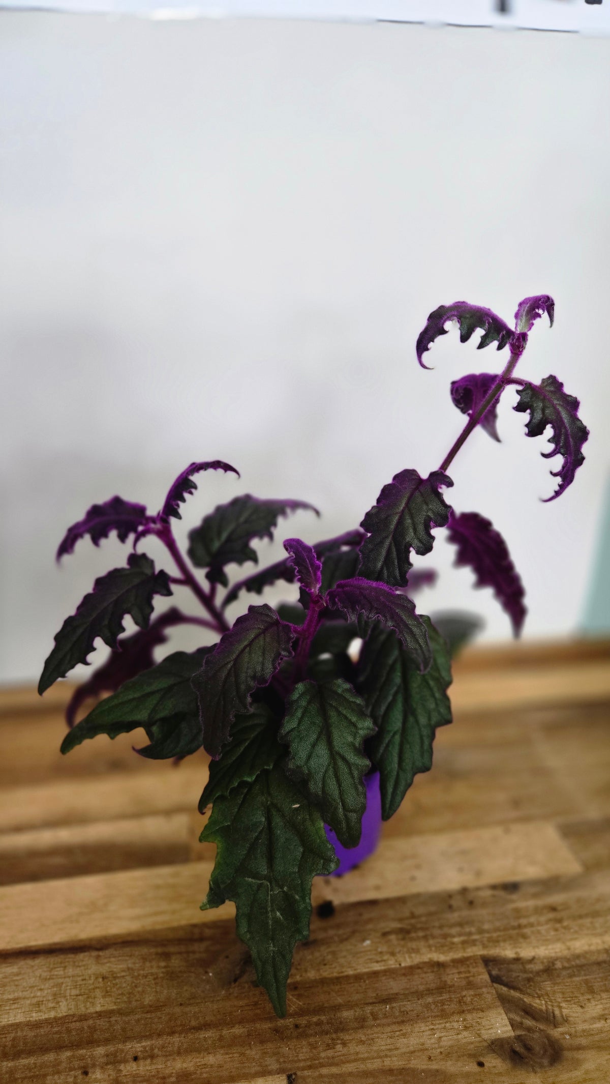 Gynura PURPLE PASSION / VARIEGATA