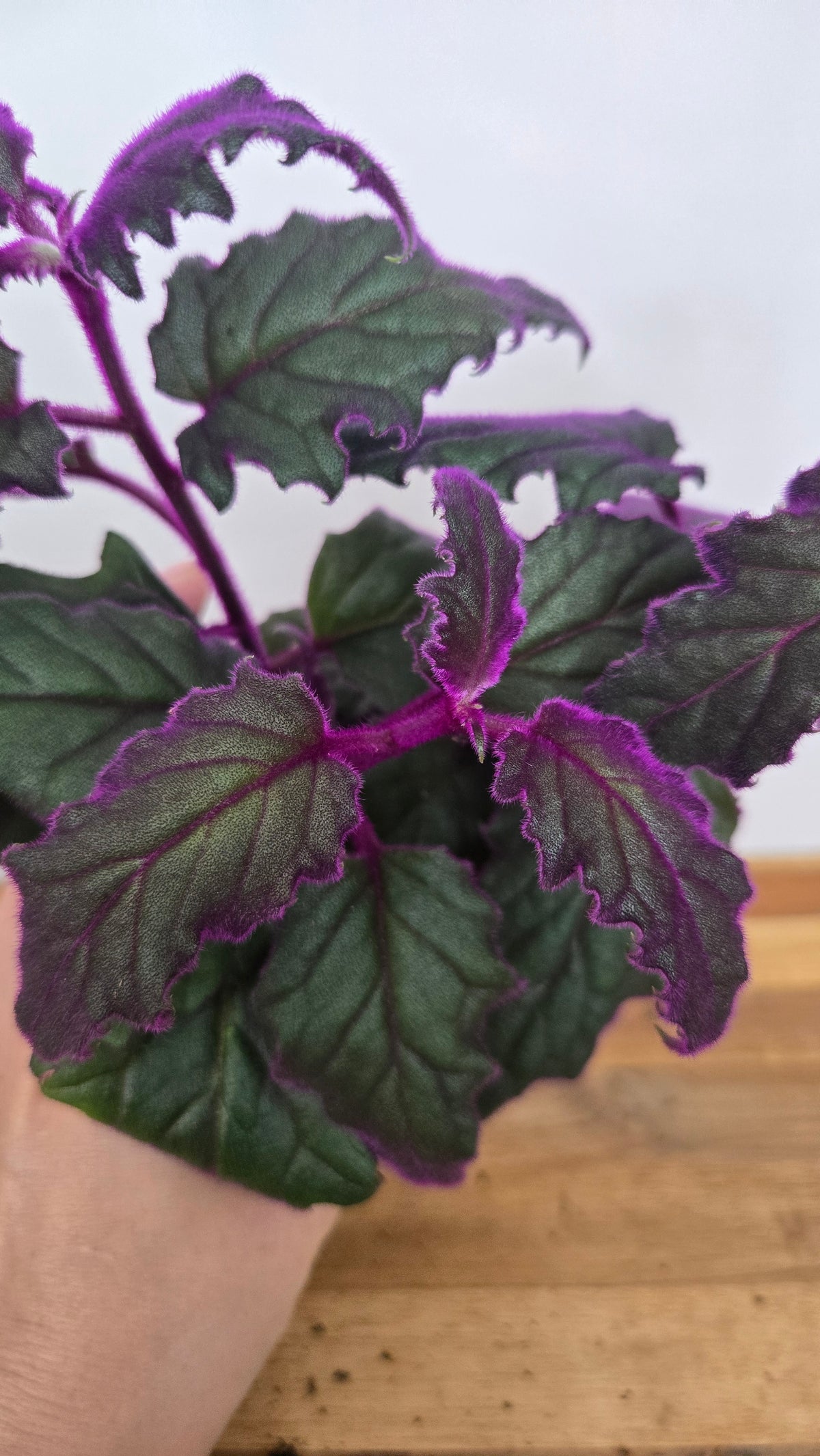 Gynura PURPLE PASSION / VARIEGATA