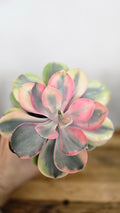 ECHEVERIA RAINBOW