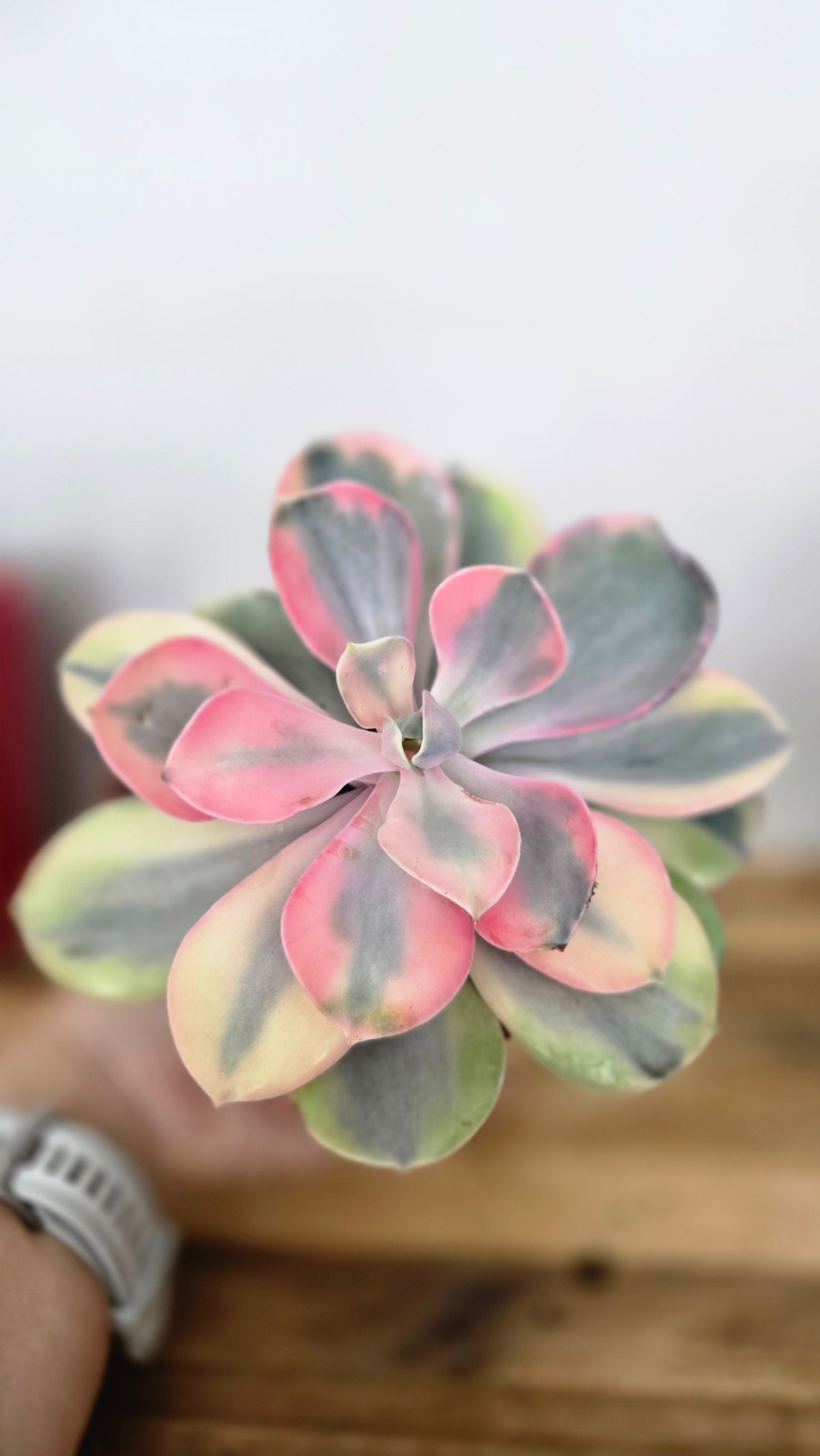 ECHEVERIA RAINBOW