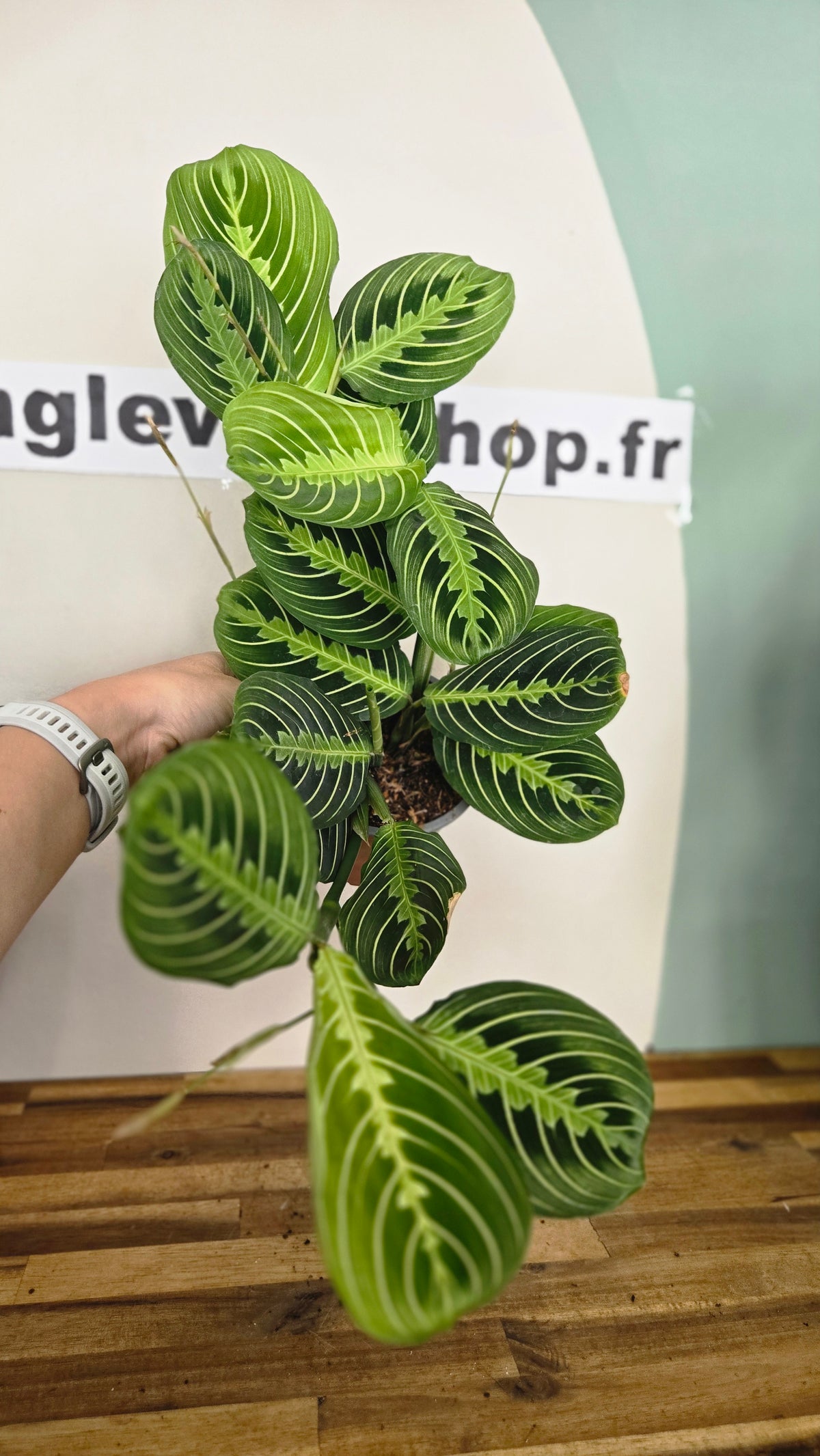 Maranta lemon lime