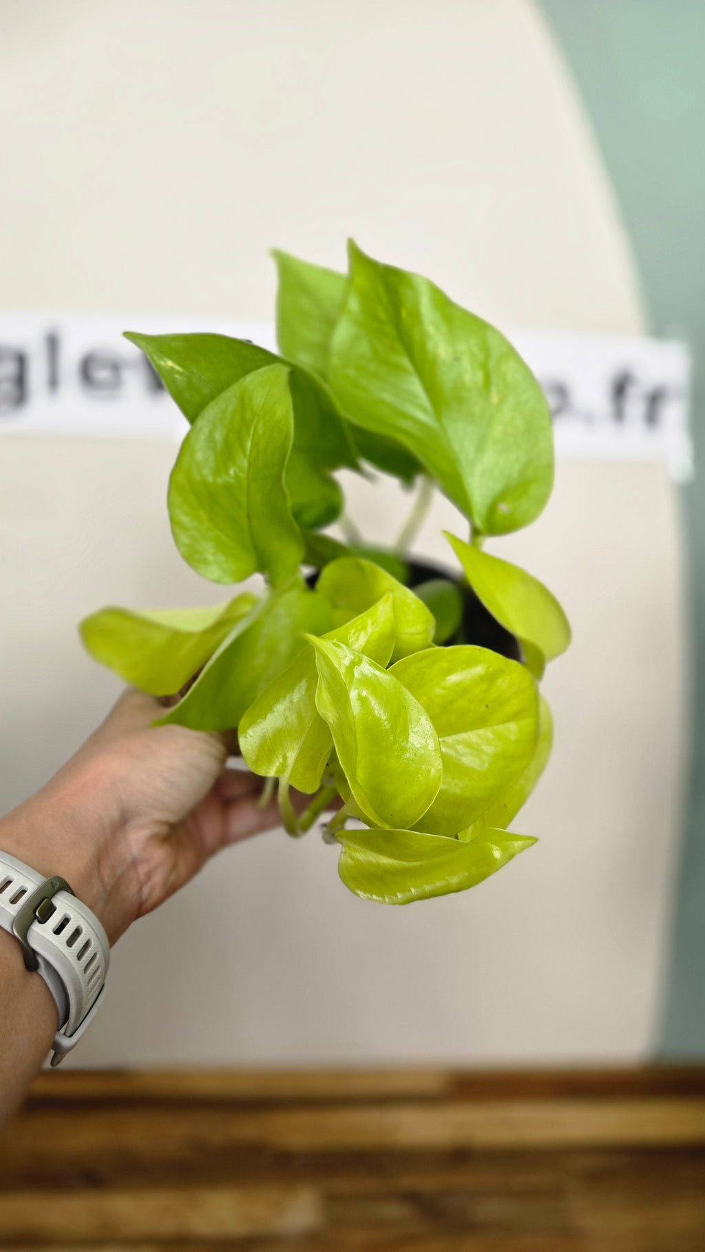 Pothos neon