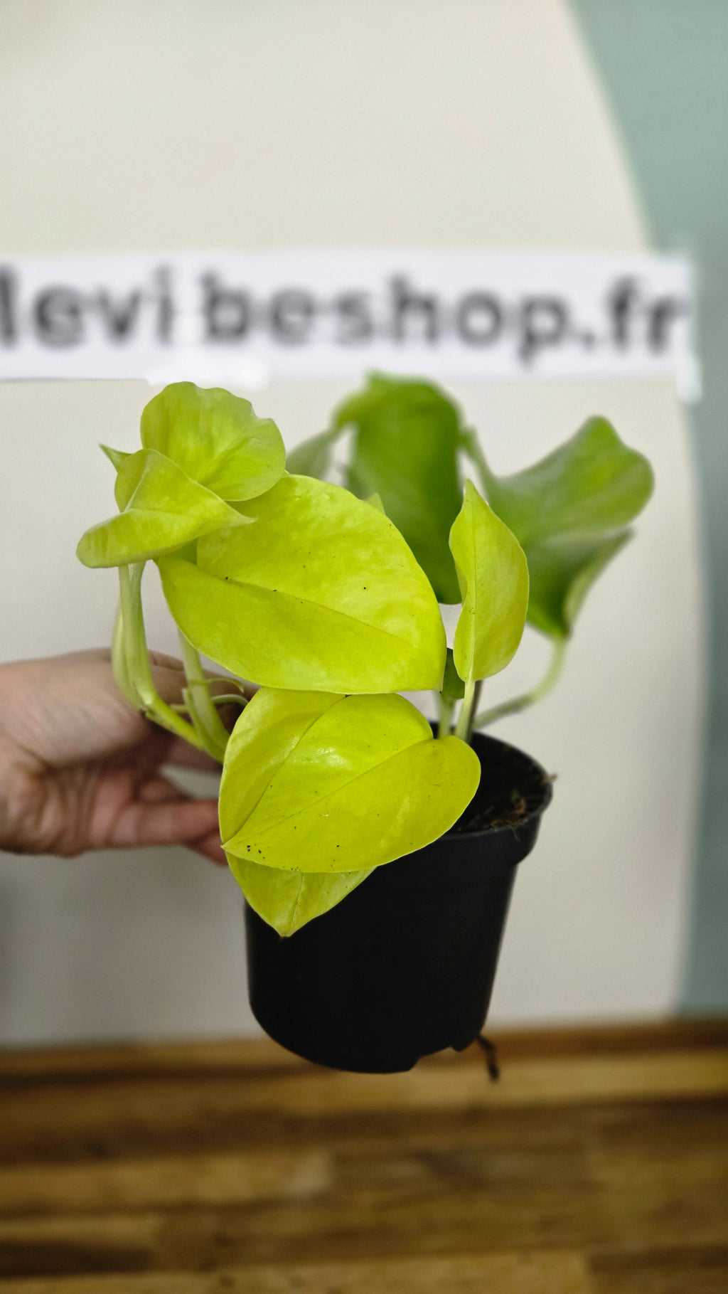 Pothos neon