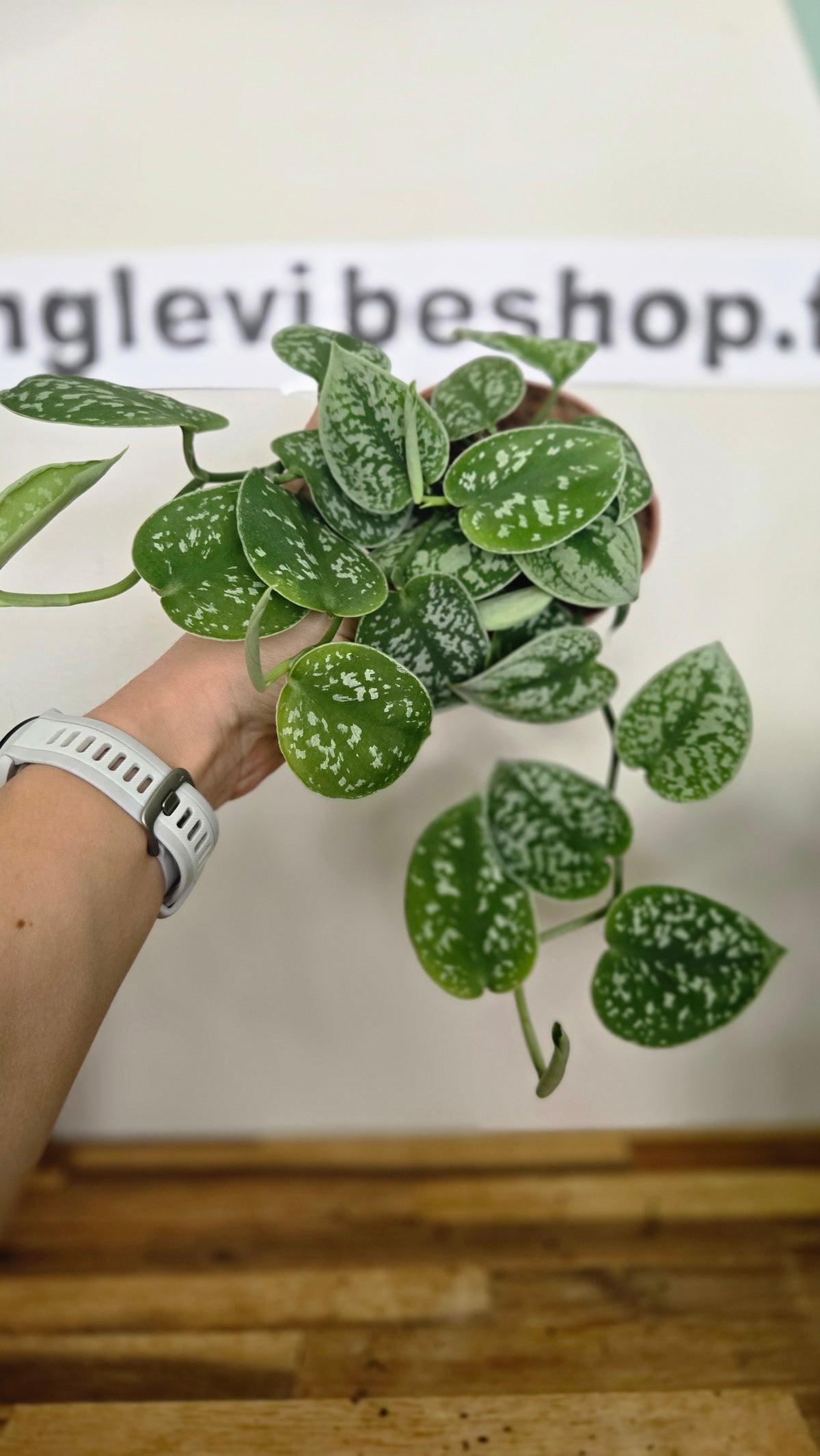 SCINDAPSUS PICTUS