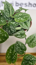 SCINDAPSUS PICTUS