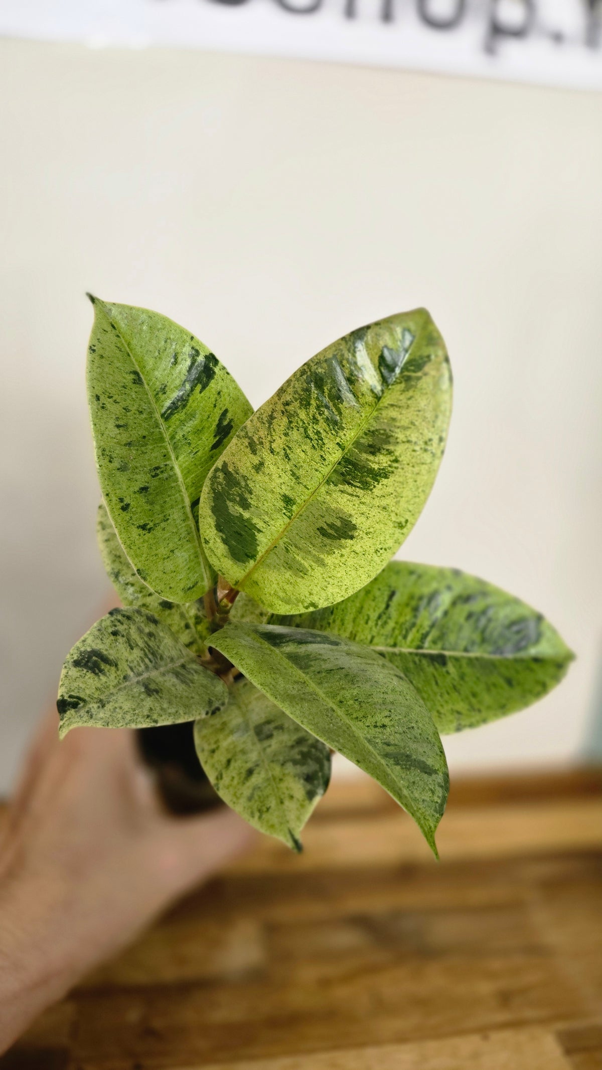 FICUS SHIVEREANA MOONSHINE