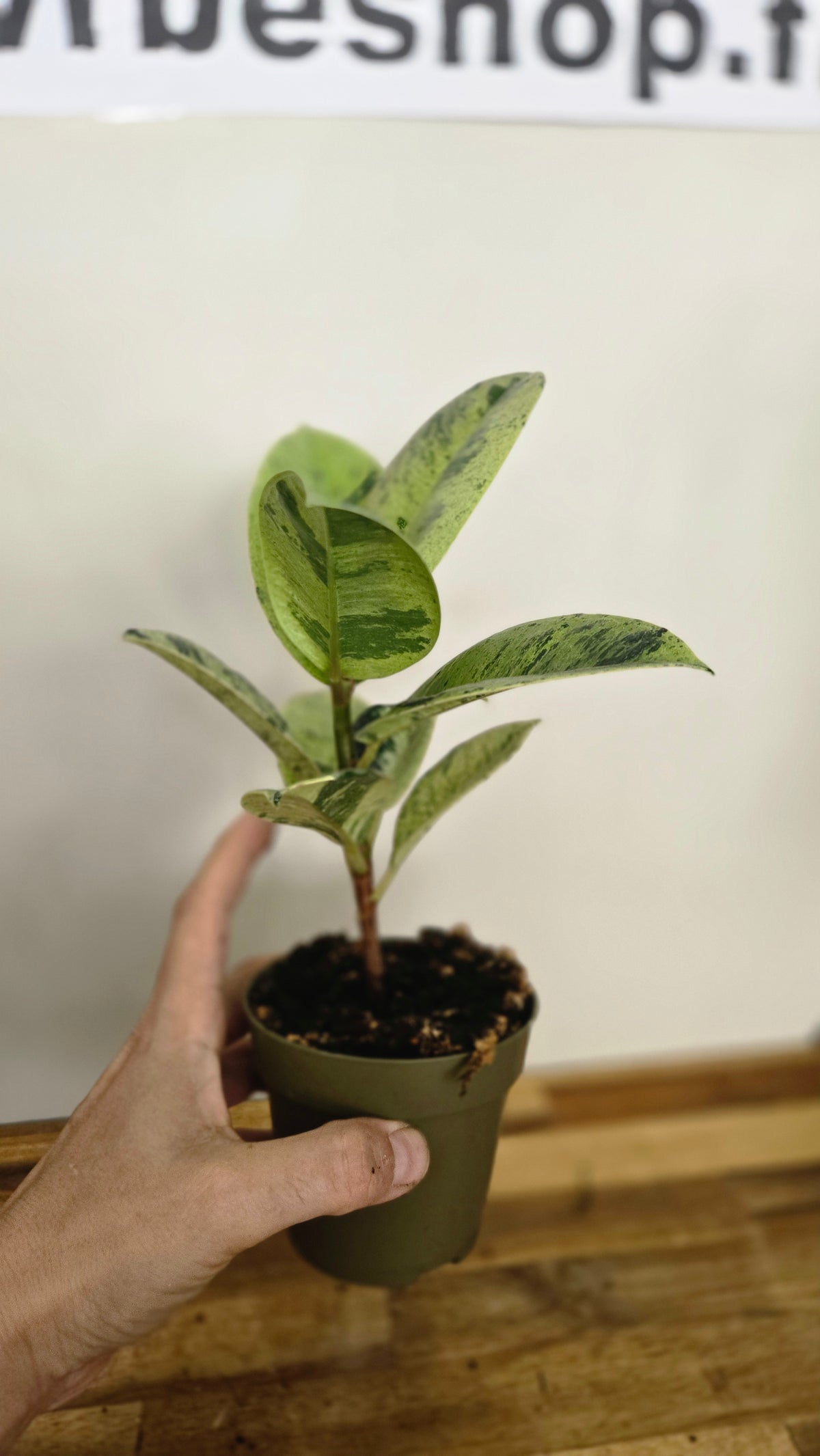 FICUS SHIVEREANA MOONSHINE