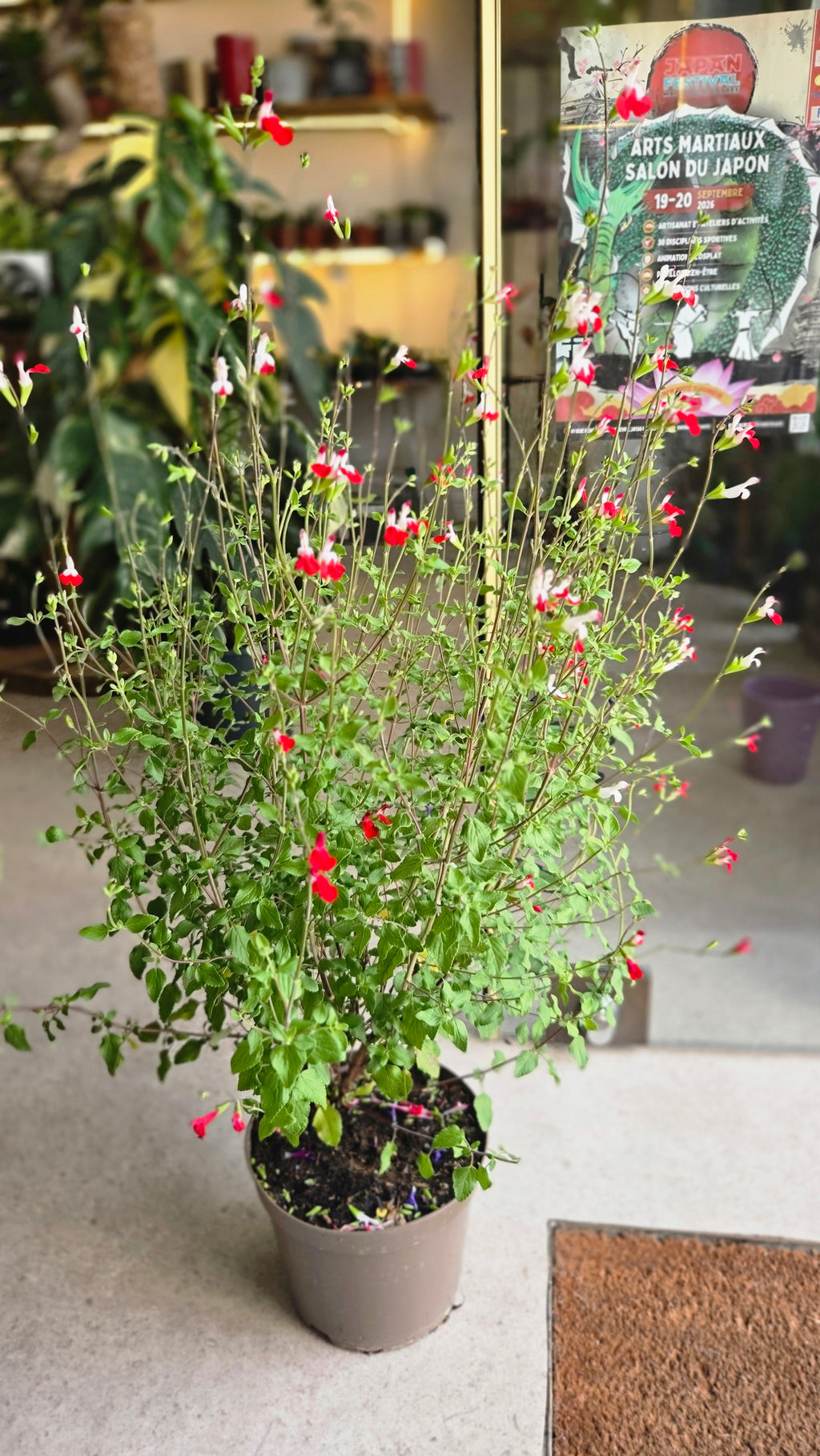 SALVIA MICROPHYLLA SAUGE