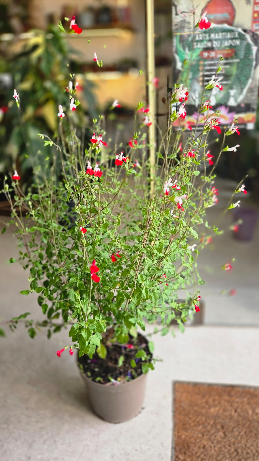 SALVIA MICROPHYLLA SAUGE
