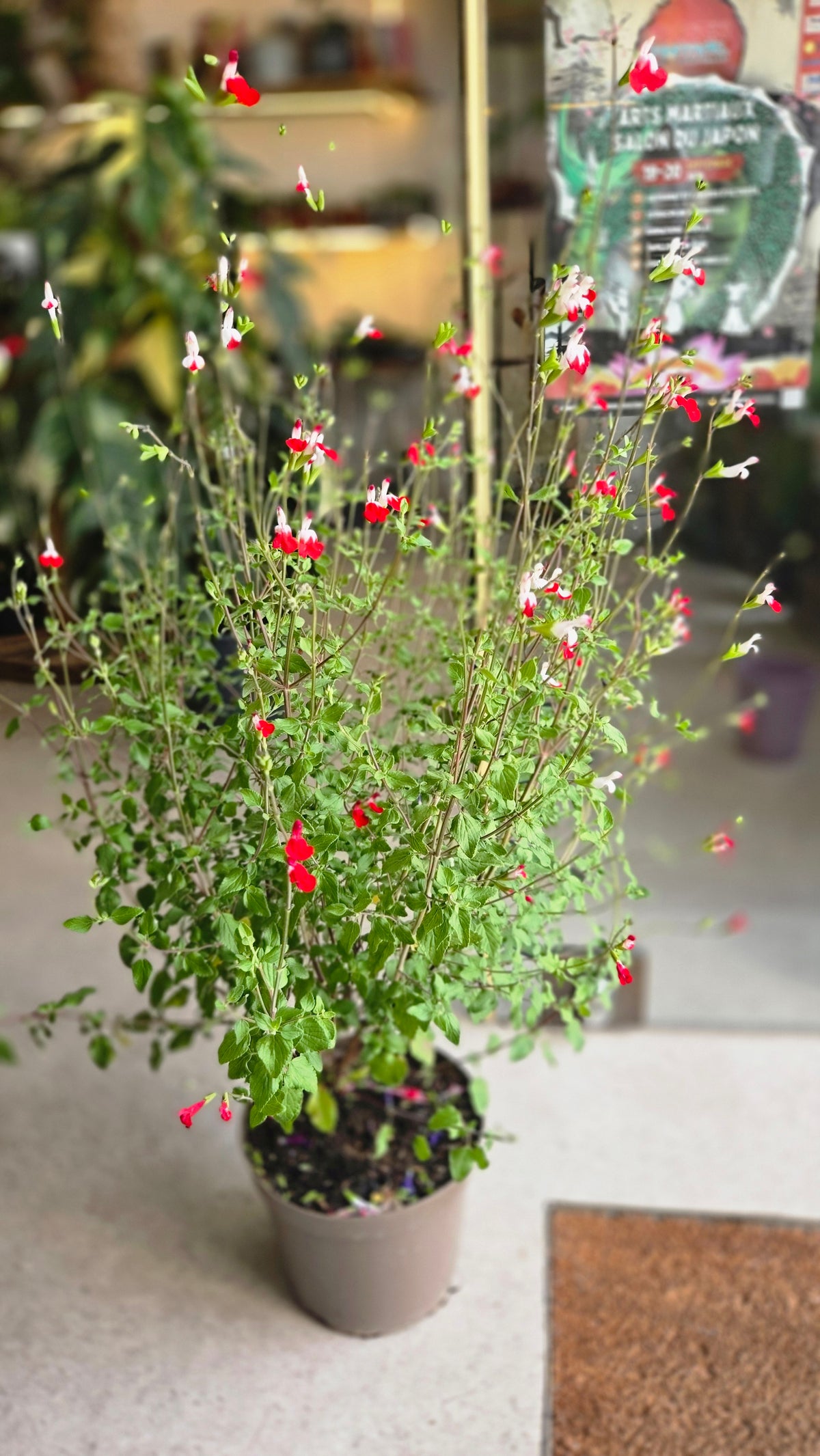 SALVIA MICROPHYLLA SAUGE
