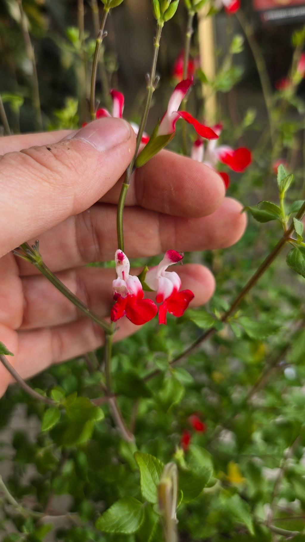 SALVIA MICROPHYLLA SAUGE