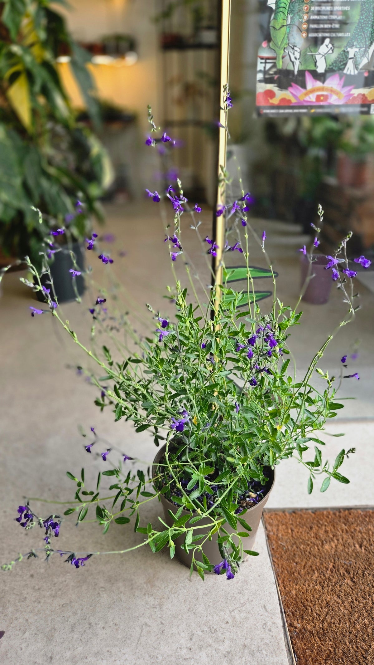 SALVIA MICROPHYLLA SAUGE
