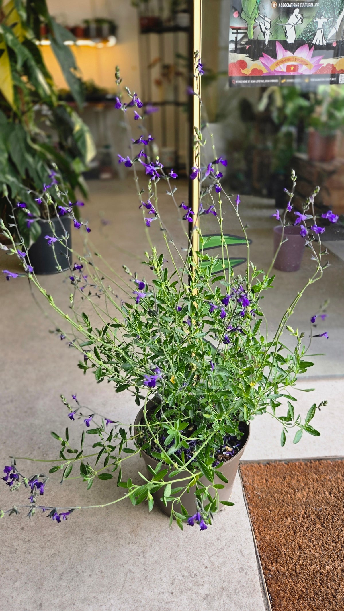SALVIA MICROPHYLLA SAUGE