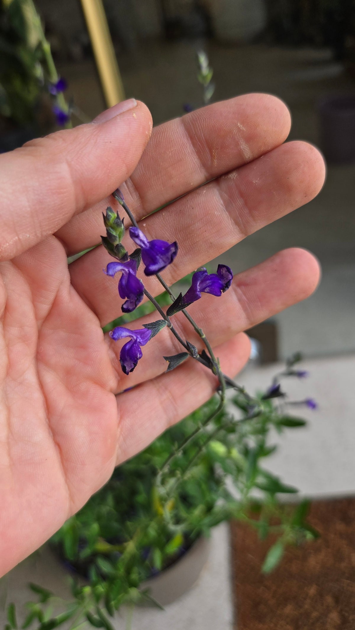 SALVIA MICROPHYLLA SAUGE