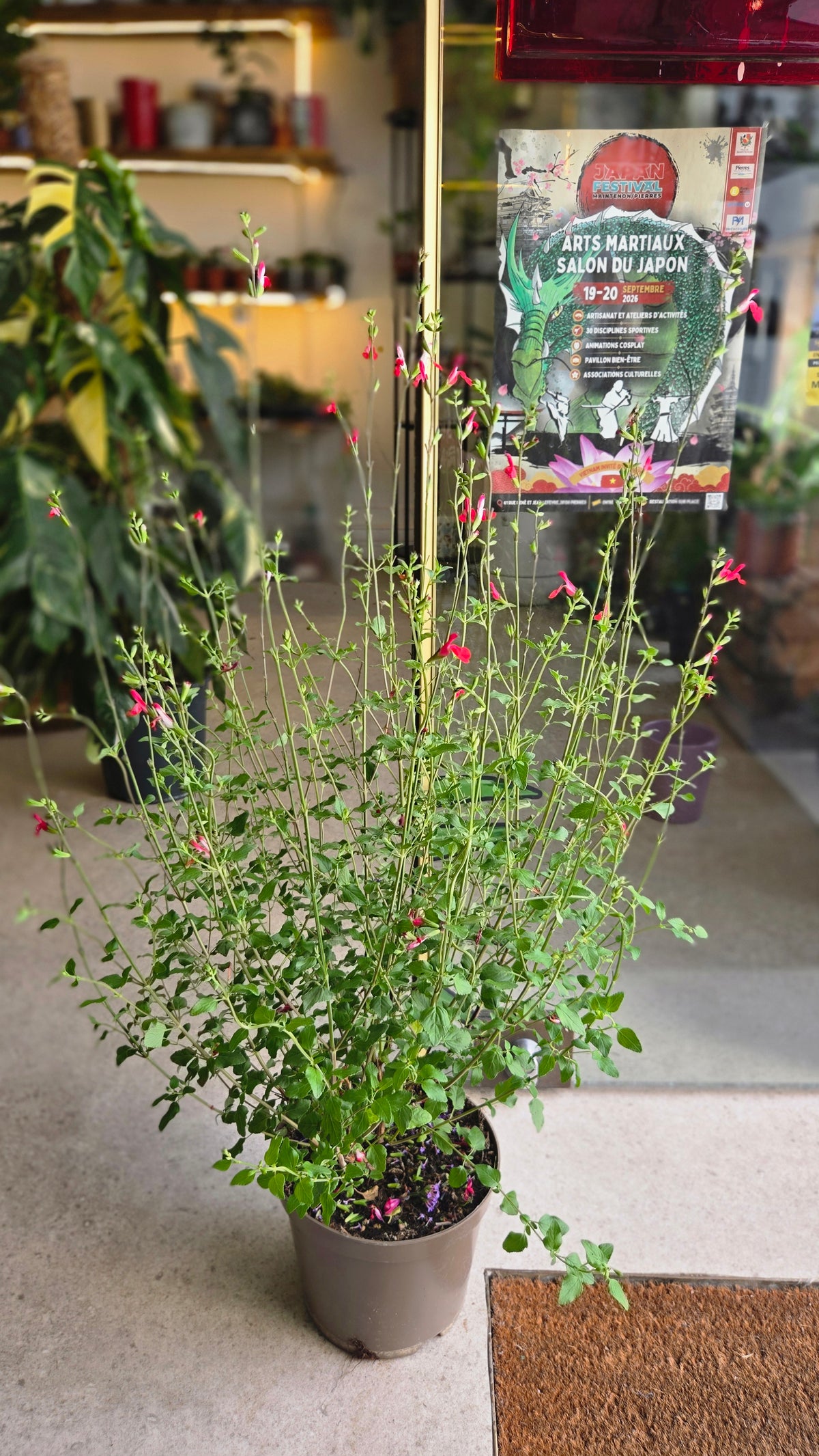 SALVIA MICROPHYLLA SAUGE