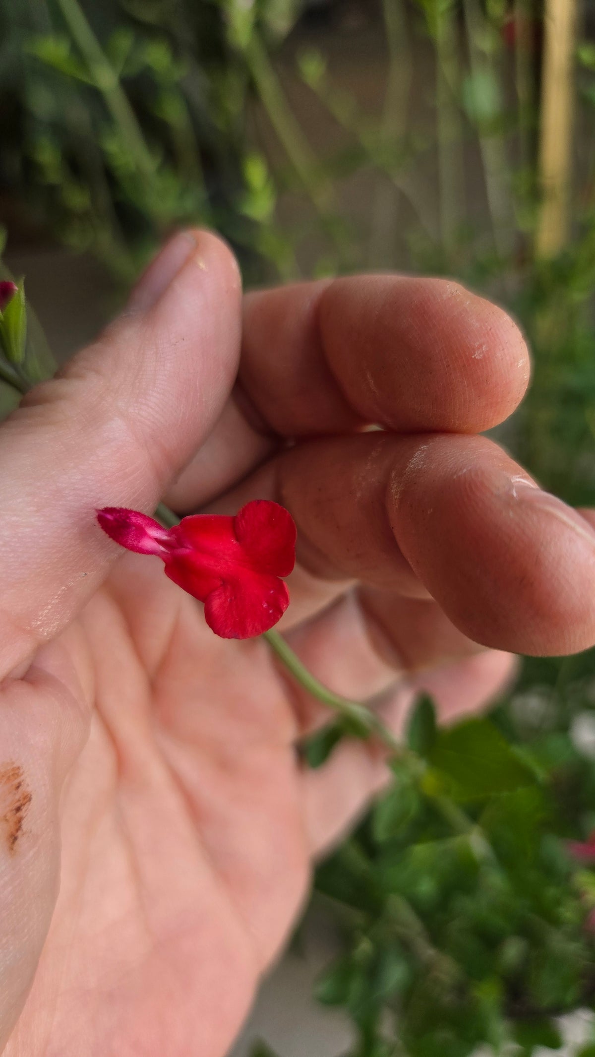 SALVIA MICROPHYLLA SAUGE