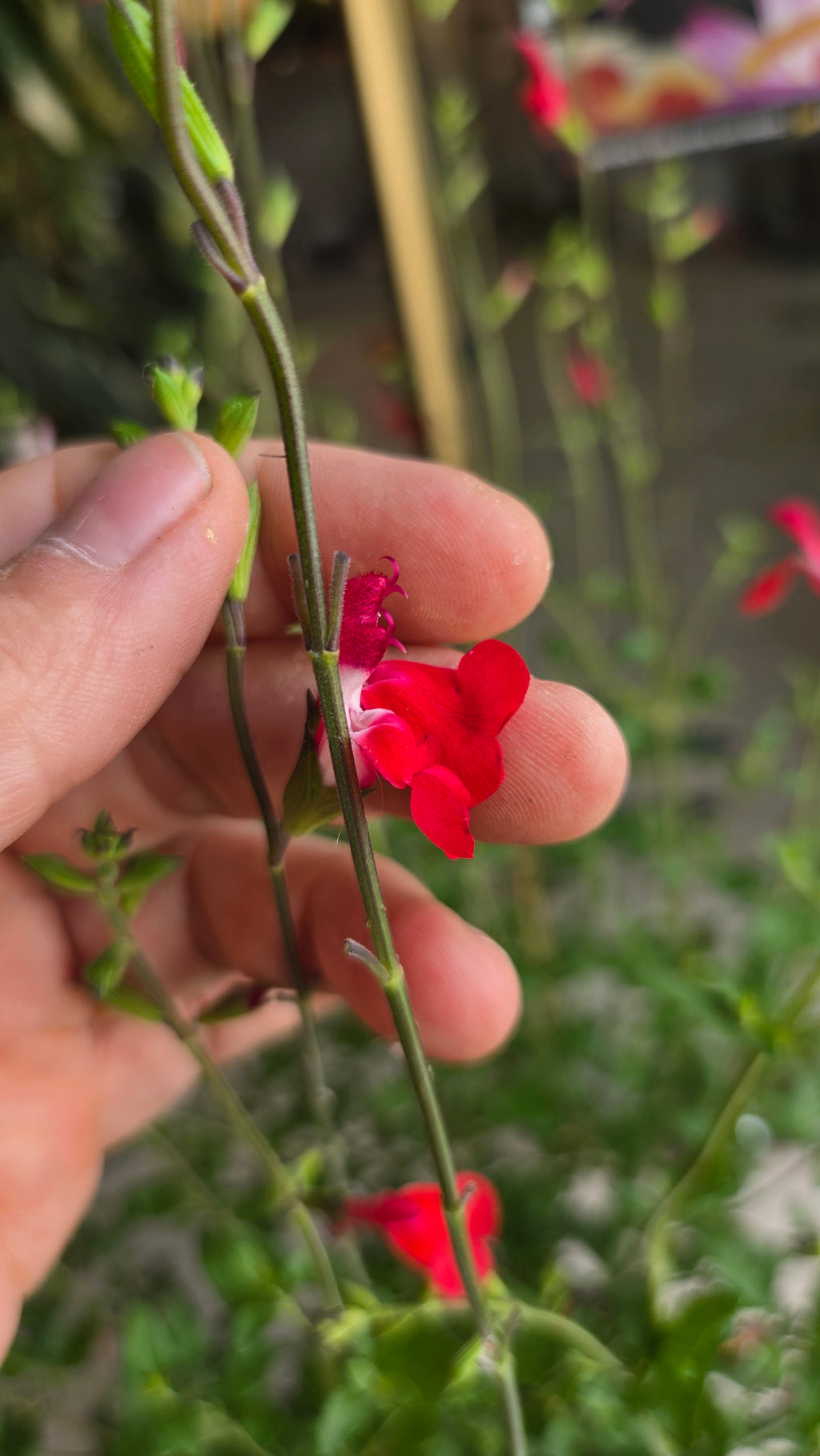 SALVIA MICROPHYLLA SAUGE