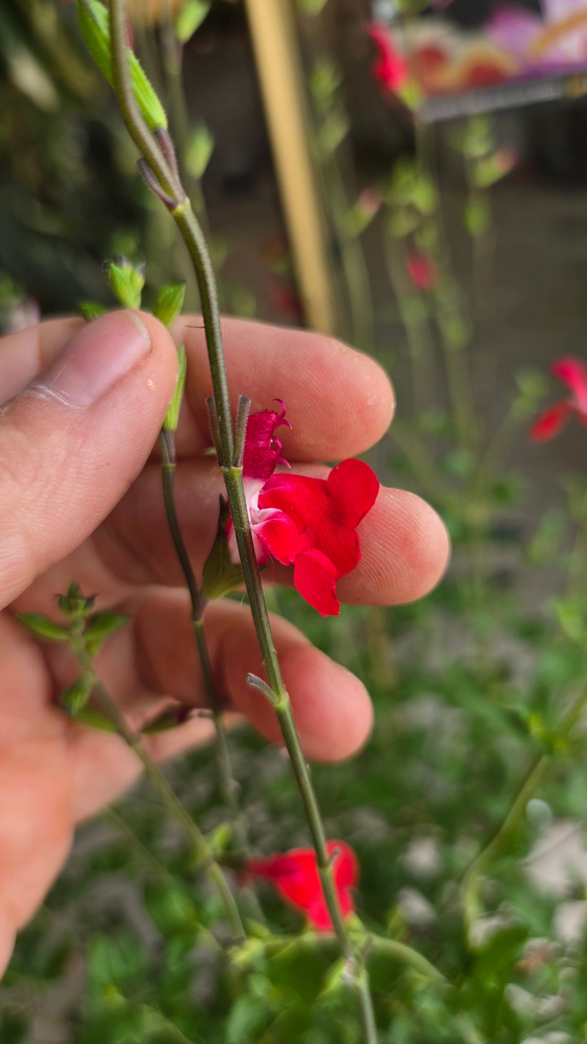 SALVIA MICROPHYLLA SAUGE