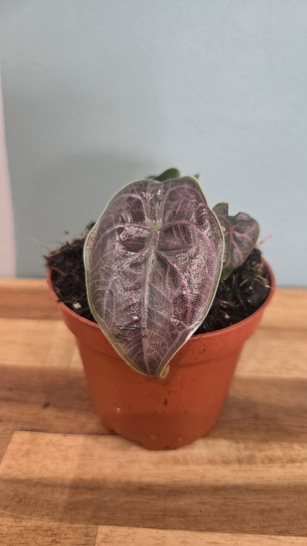 ALOCASIA AZLANII