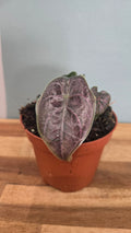 ALOCASIA AZLANII