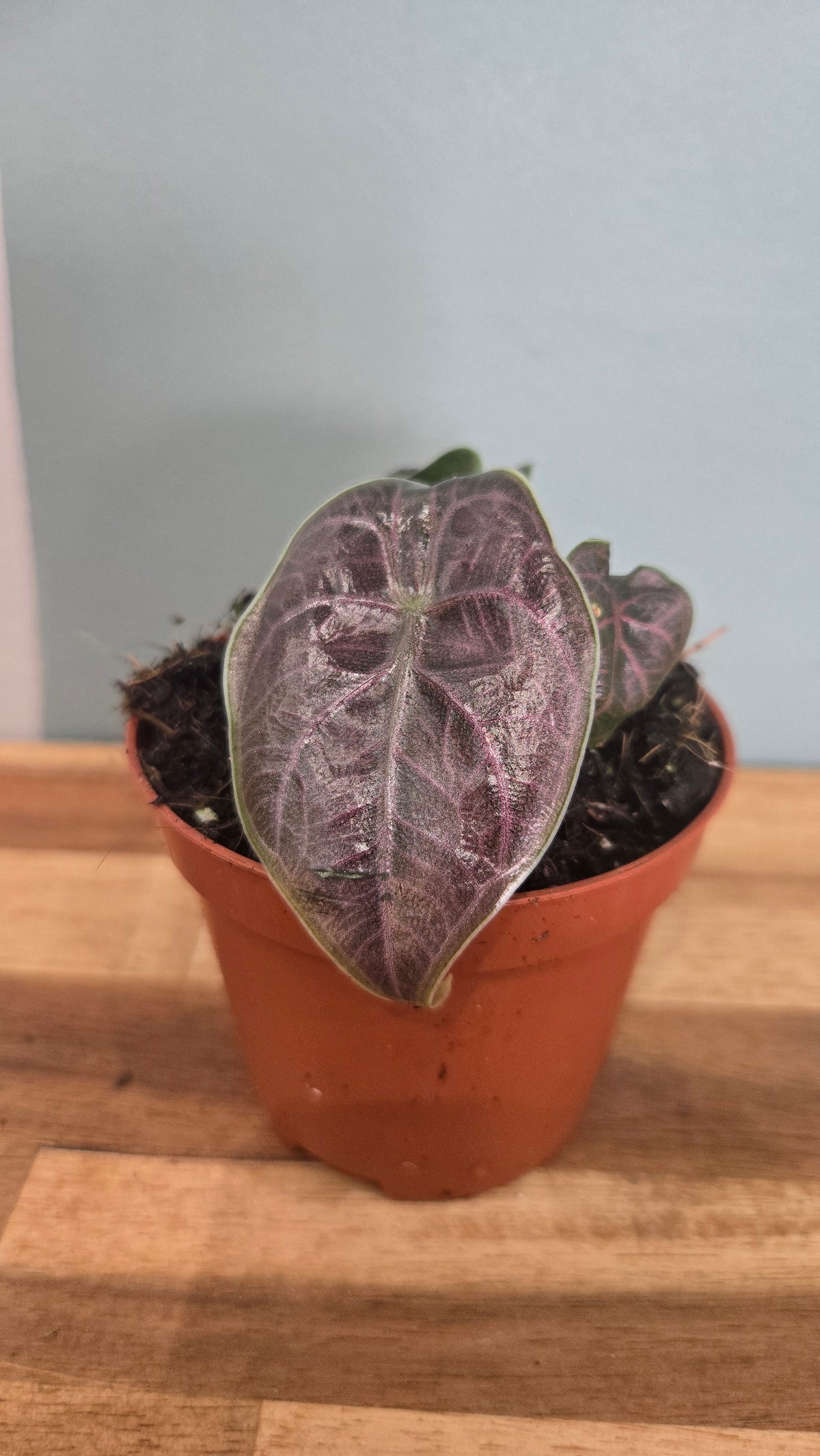 ALOCASIA AZLANII