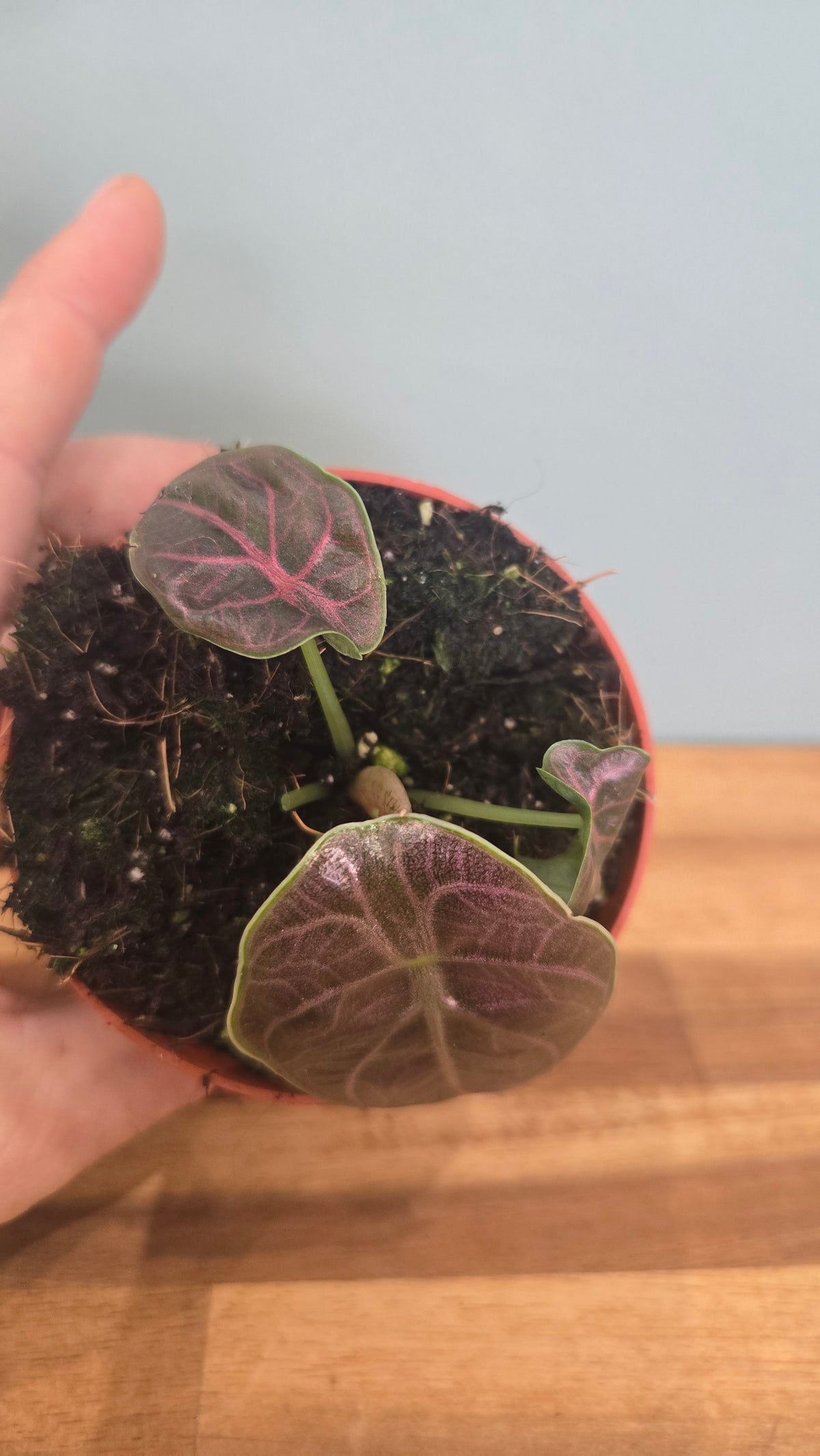ALOCASIA AZLANII