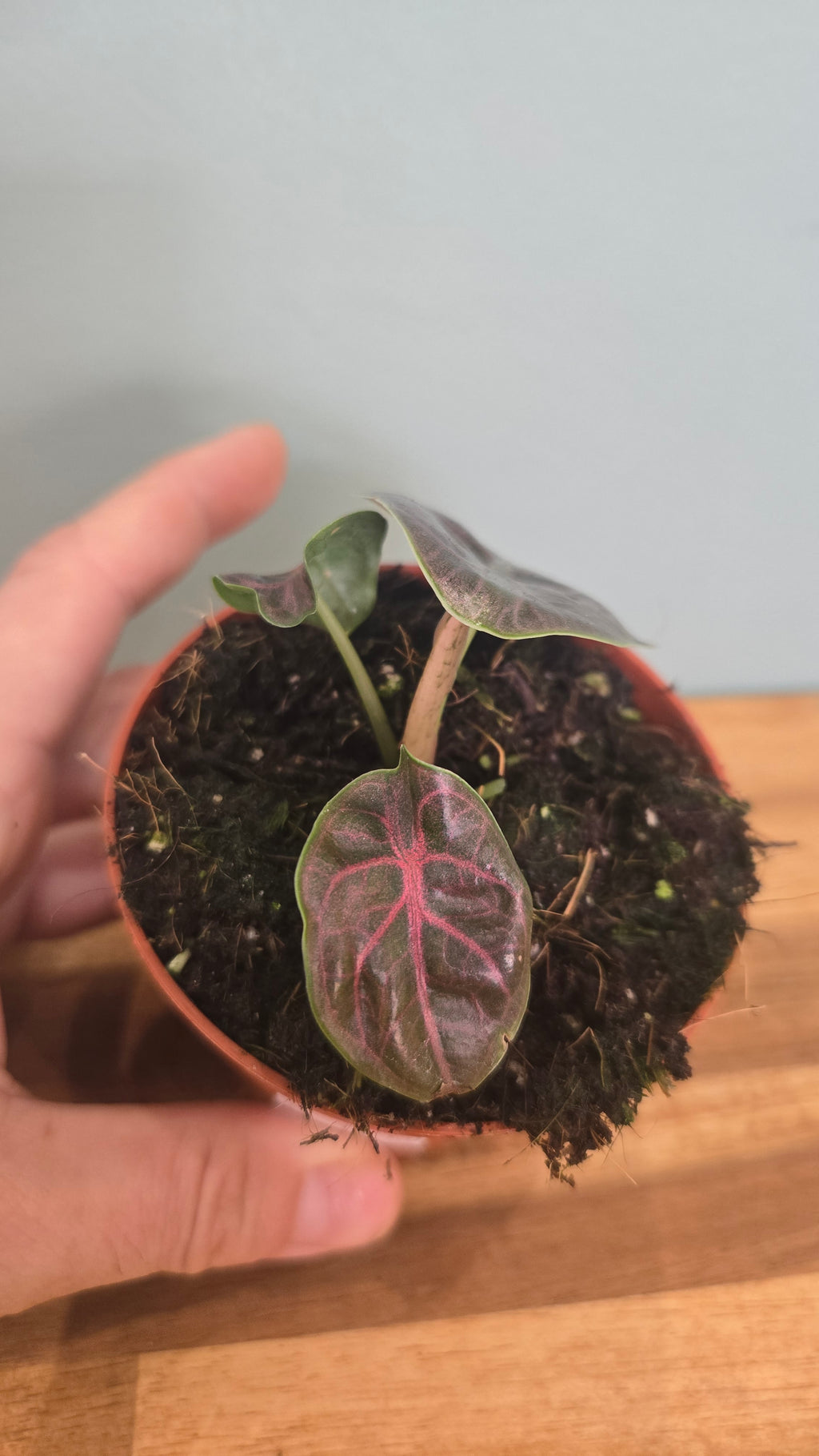 ALOCASIA AZLANII