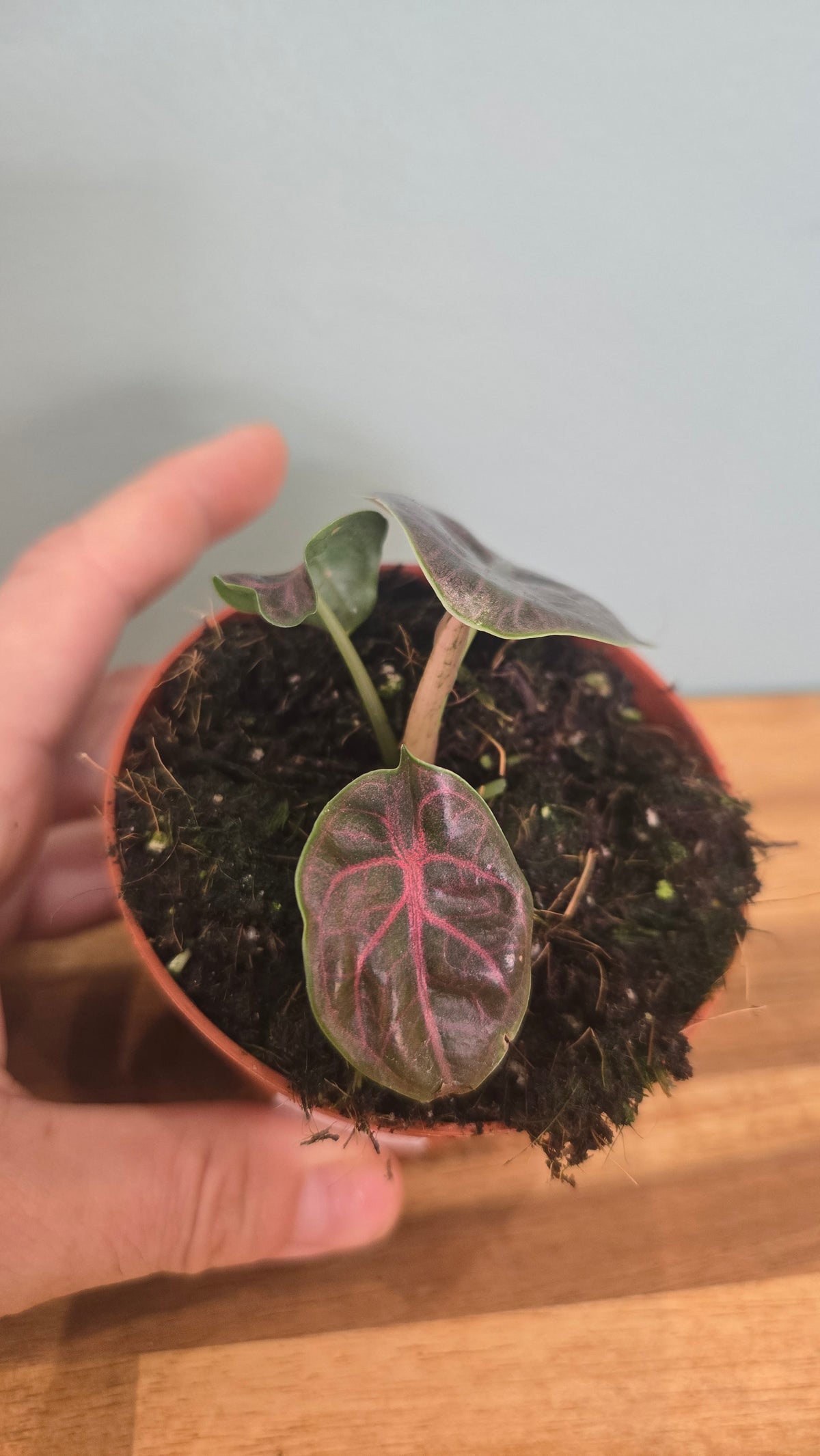 ALOCASIA AZLANII
