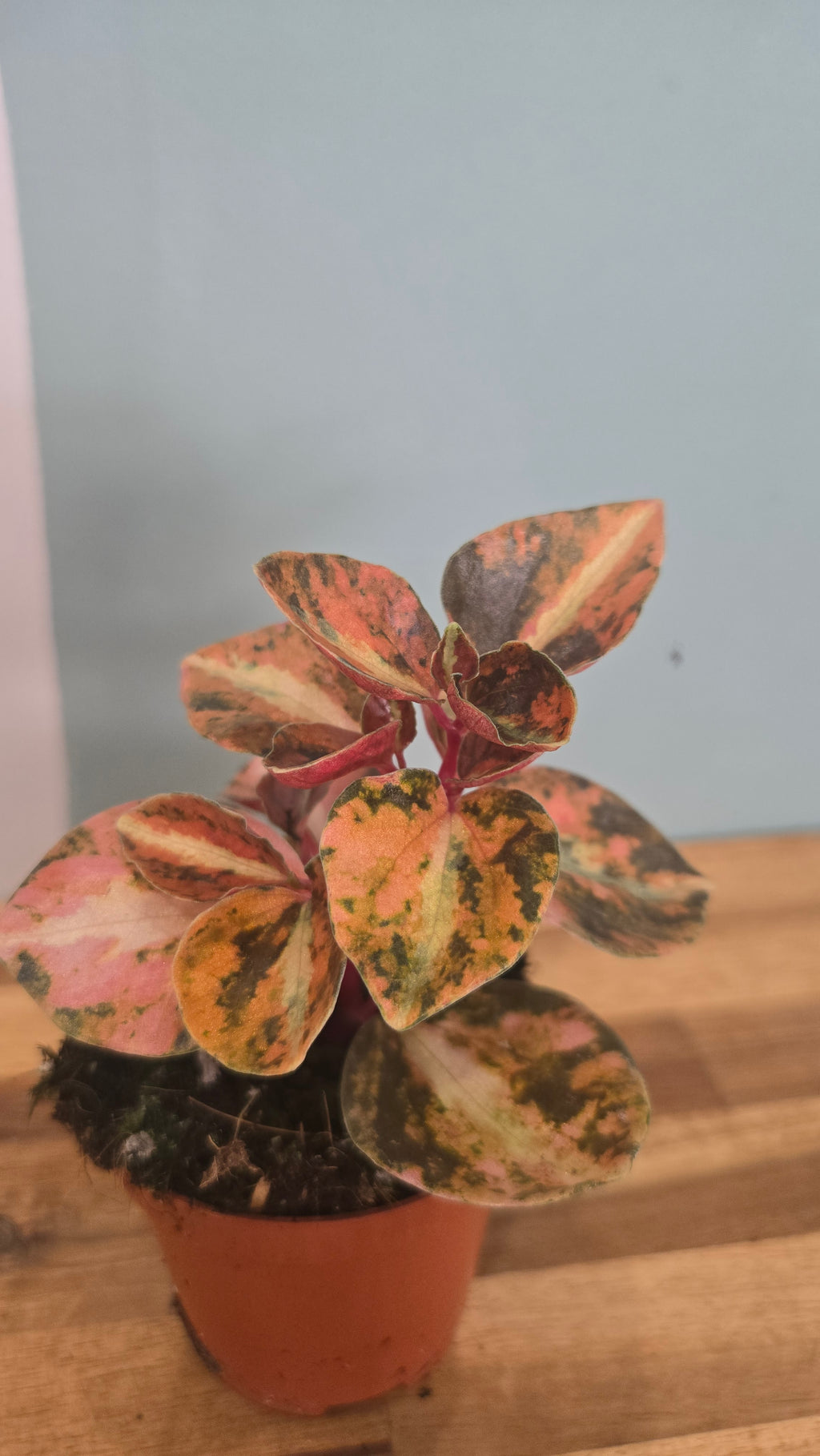 PEPEROMIA CREME BRULÉE