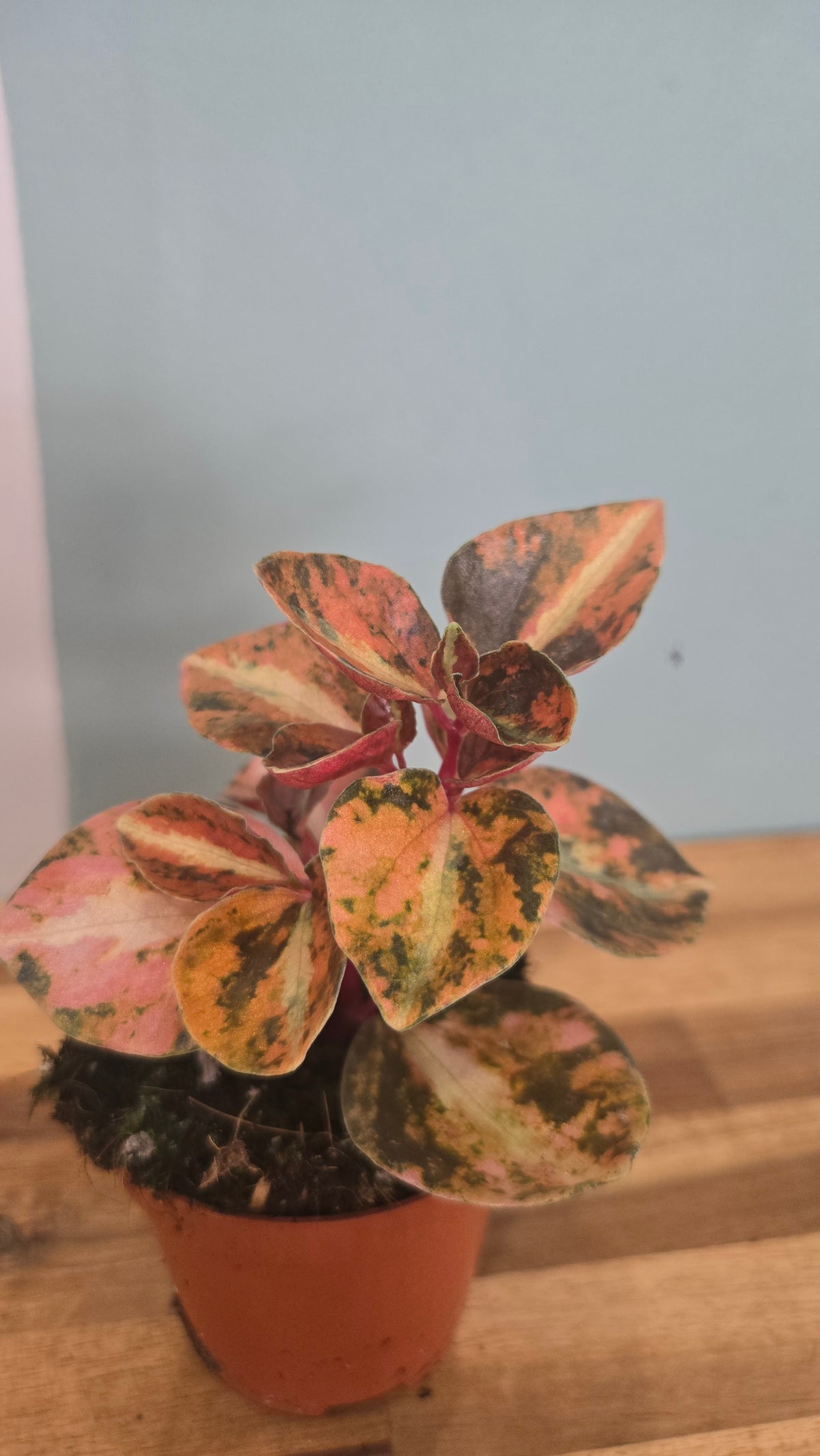 PEPEROMIA CREME BRULÉE