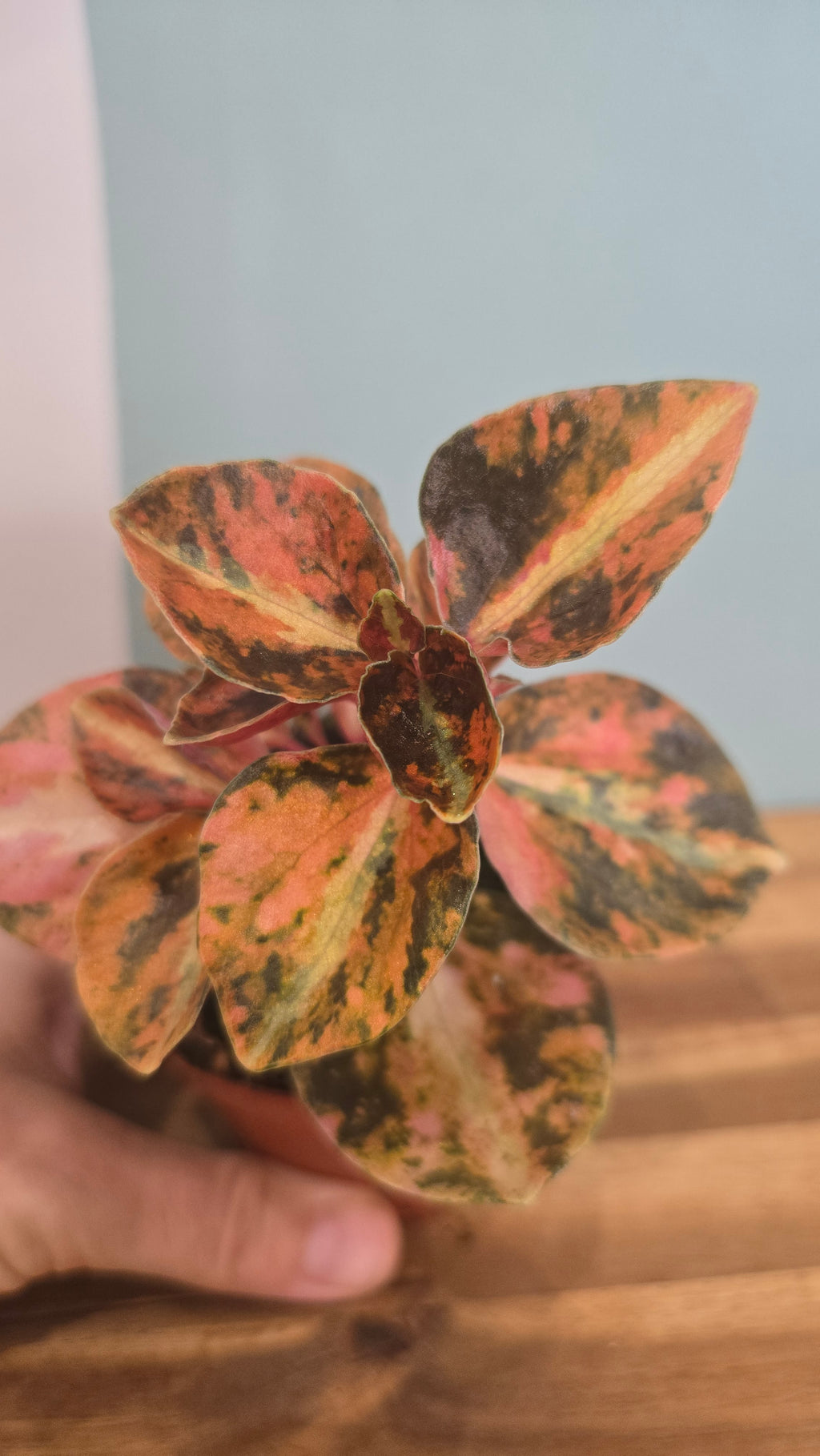 PEPEROMIA CREME BRULÉE