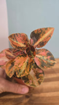 PEPEROMIA CREME BRULÉE