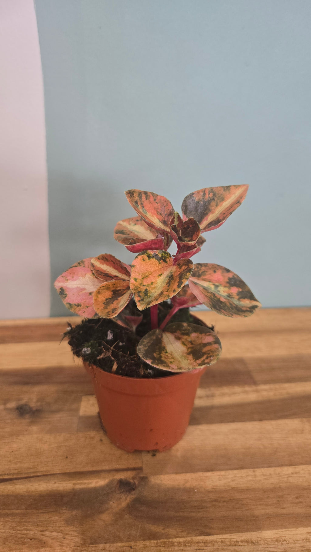 PEPEROMIA CREME BRULÉE