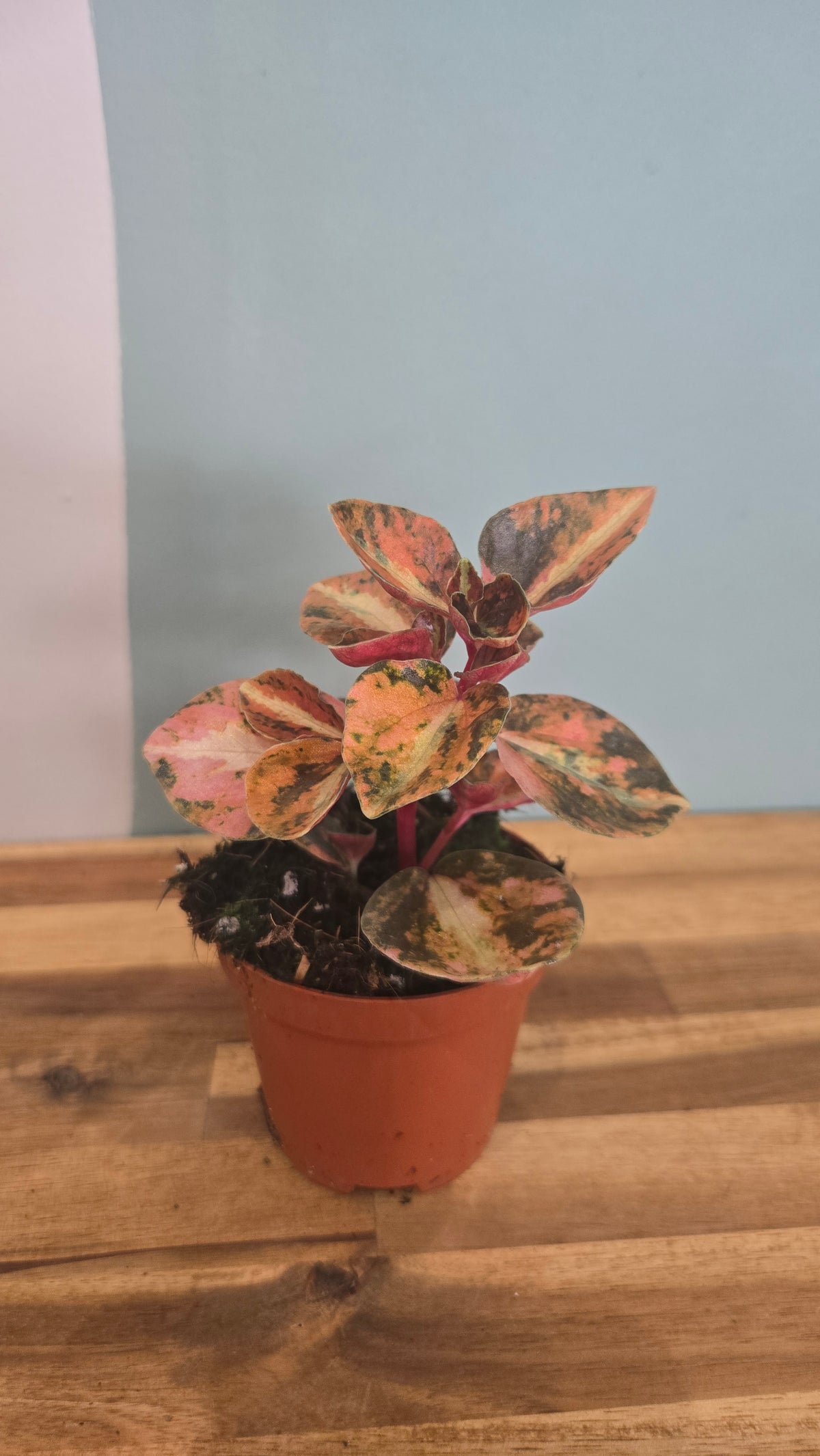 PEPEROMIA CREME BRULÉE