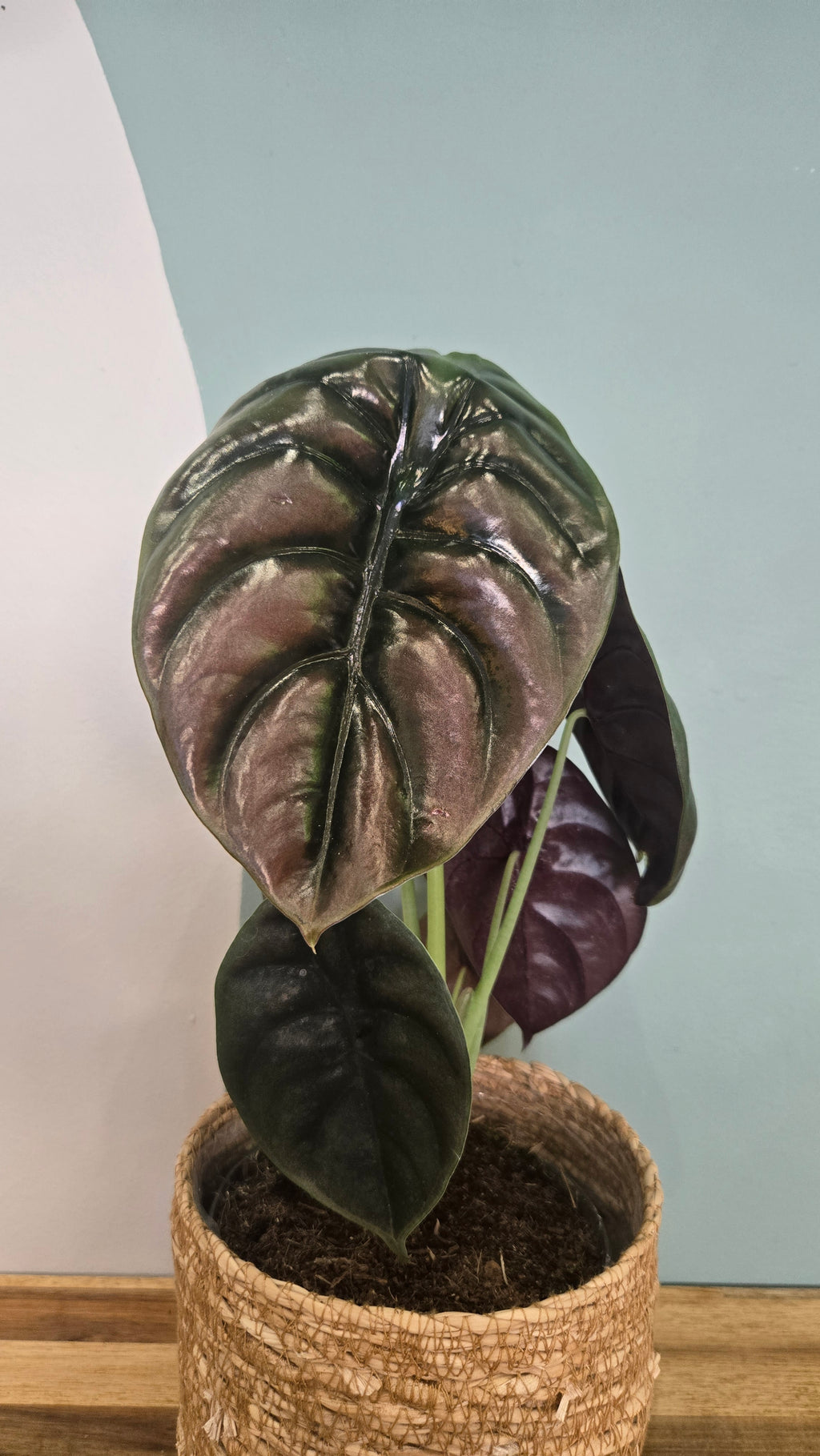 ALOCASIA CUPREA RED SECRET