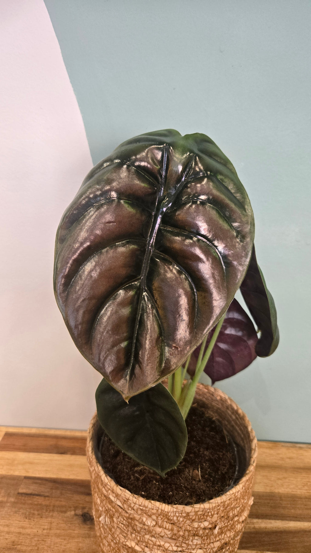 ALOCASIA CUPREA RED SECRET