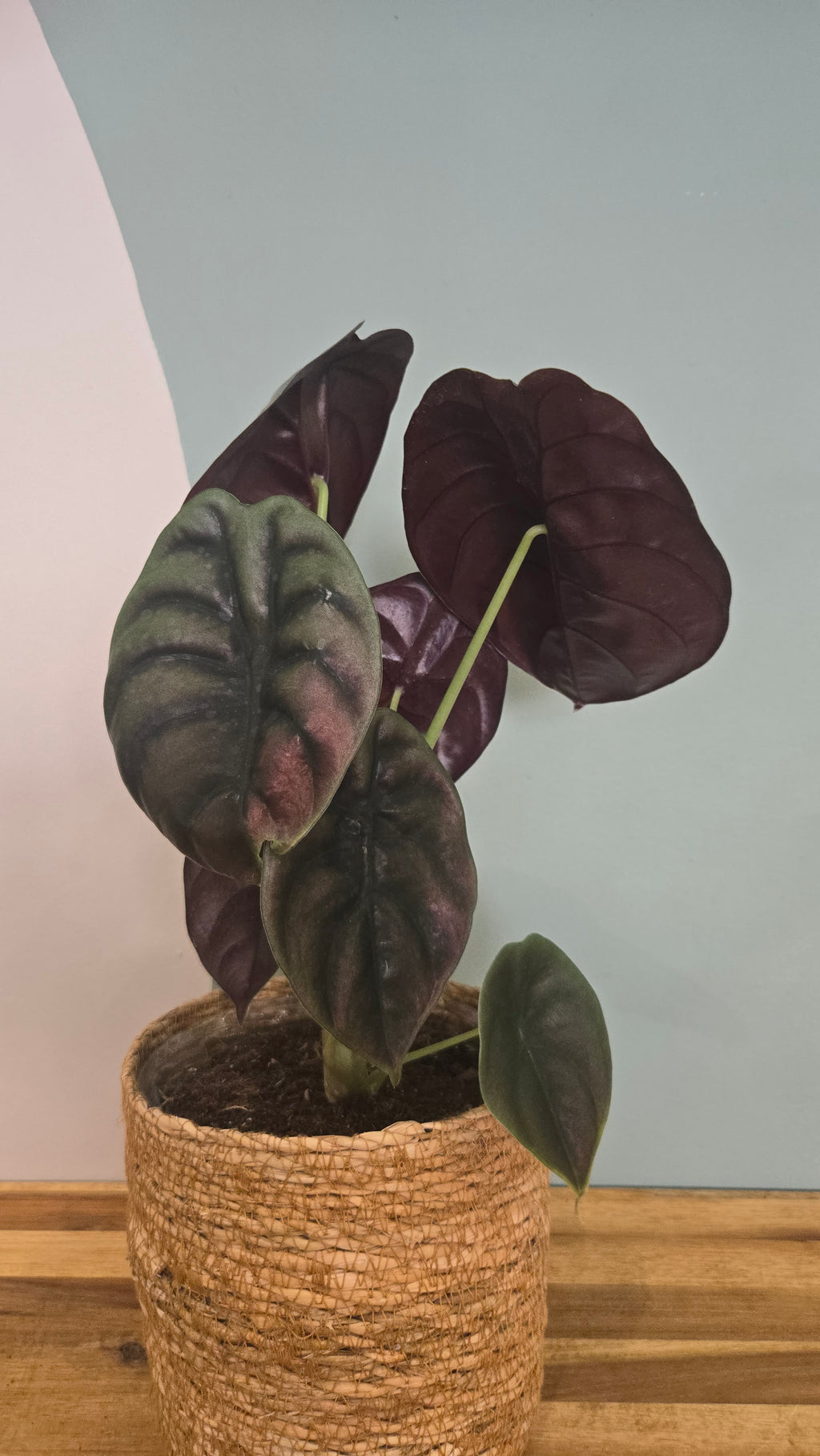 ALOCASIA CUPREA RED SECRET