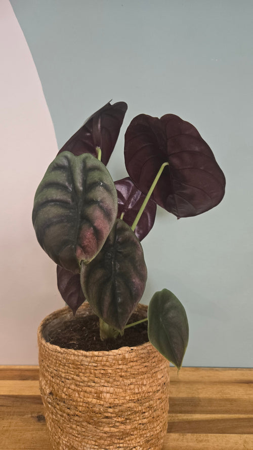 ALOCASIA CUPREA RED SECRET
