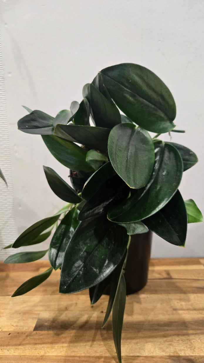 SCINDAPSUS TREUBII DARK FORM