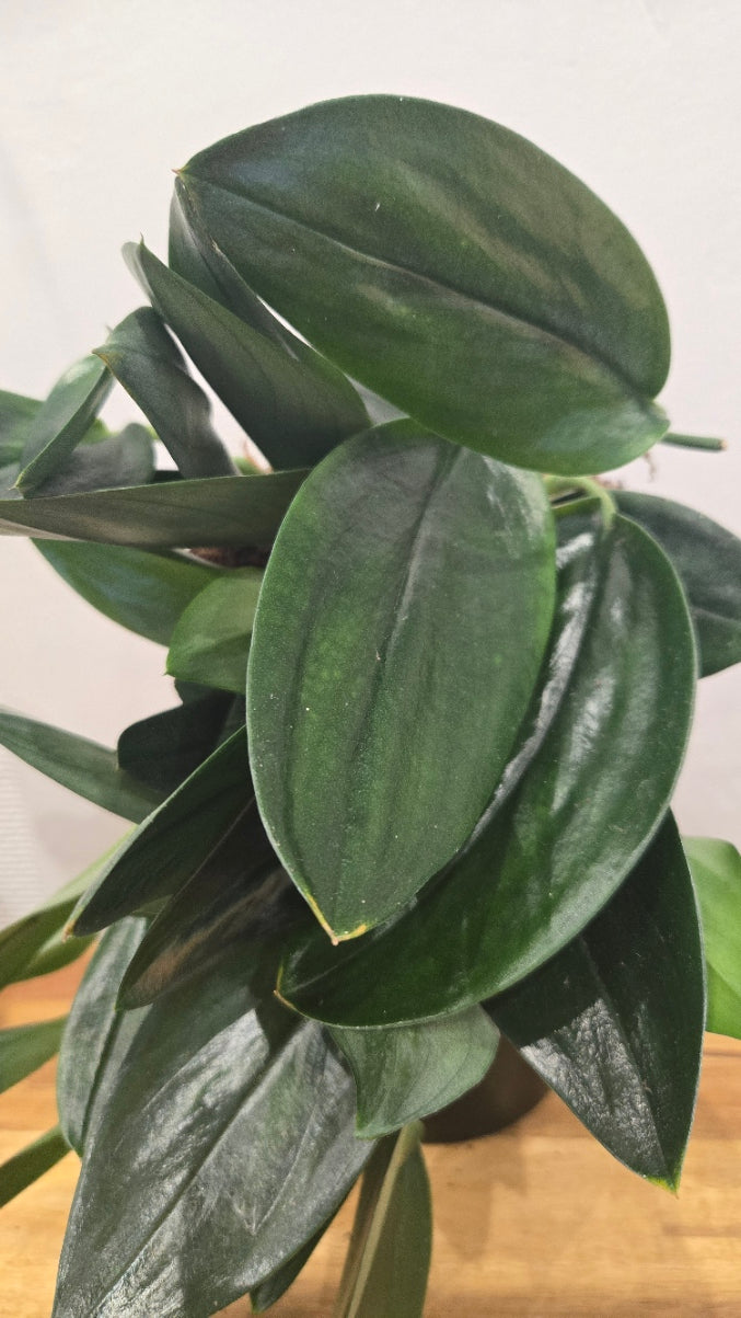 SCINDAPSUS TREUBII DARK FORM