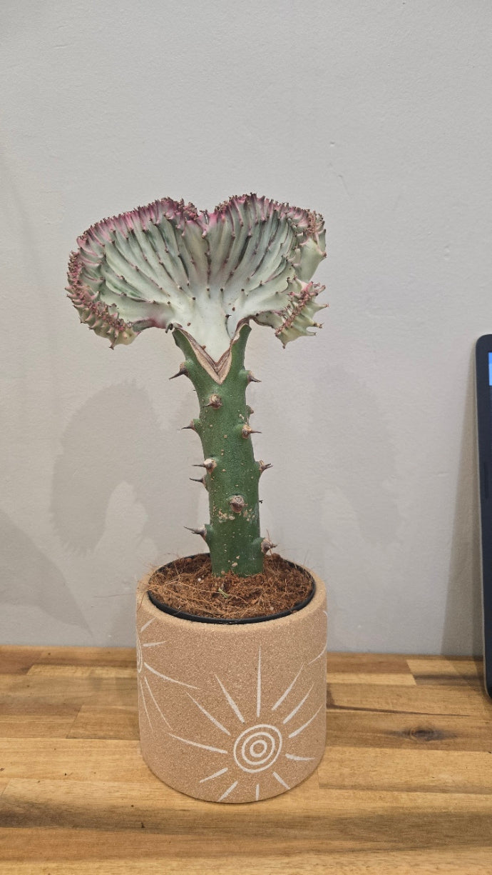 EUPHORBIA CRISTATA